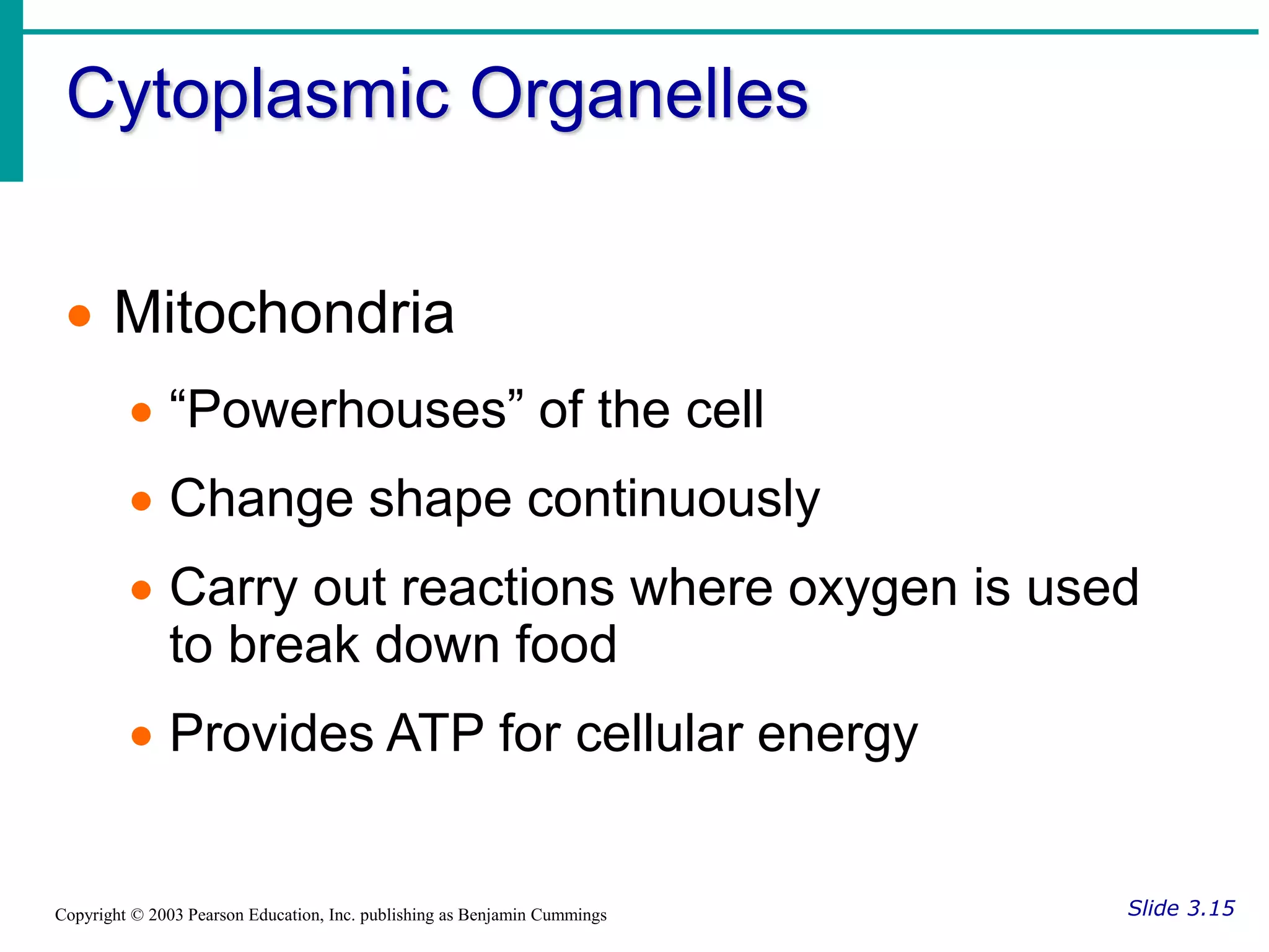Cytoplasmic Organelles
Slide 3.15
Copyright © 2003 Pearson Education, Inc. publishing as Benjamin Cummings
 Mitochondria
 “Powerhouses” of the cell
 Change shape continuously
 Carry out reactions where oxygen is used
to break down food
 Provides ATP for cellular energy
 