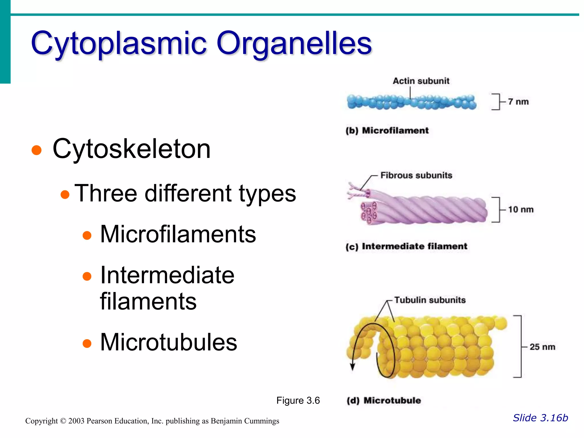 Cytoplasmic Organelles
Slide 3.16b
Copyright © 2003 Pearson Education, Inc. publishing as Benjamin Cummings
 Cytoskeleton
Three different types
 Microfilaments
 Intermediate
filaments
 Microtubules
Figure 3.6
 