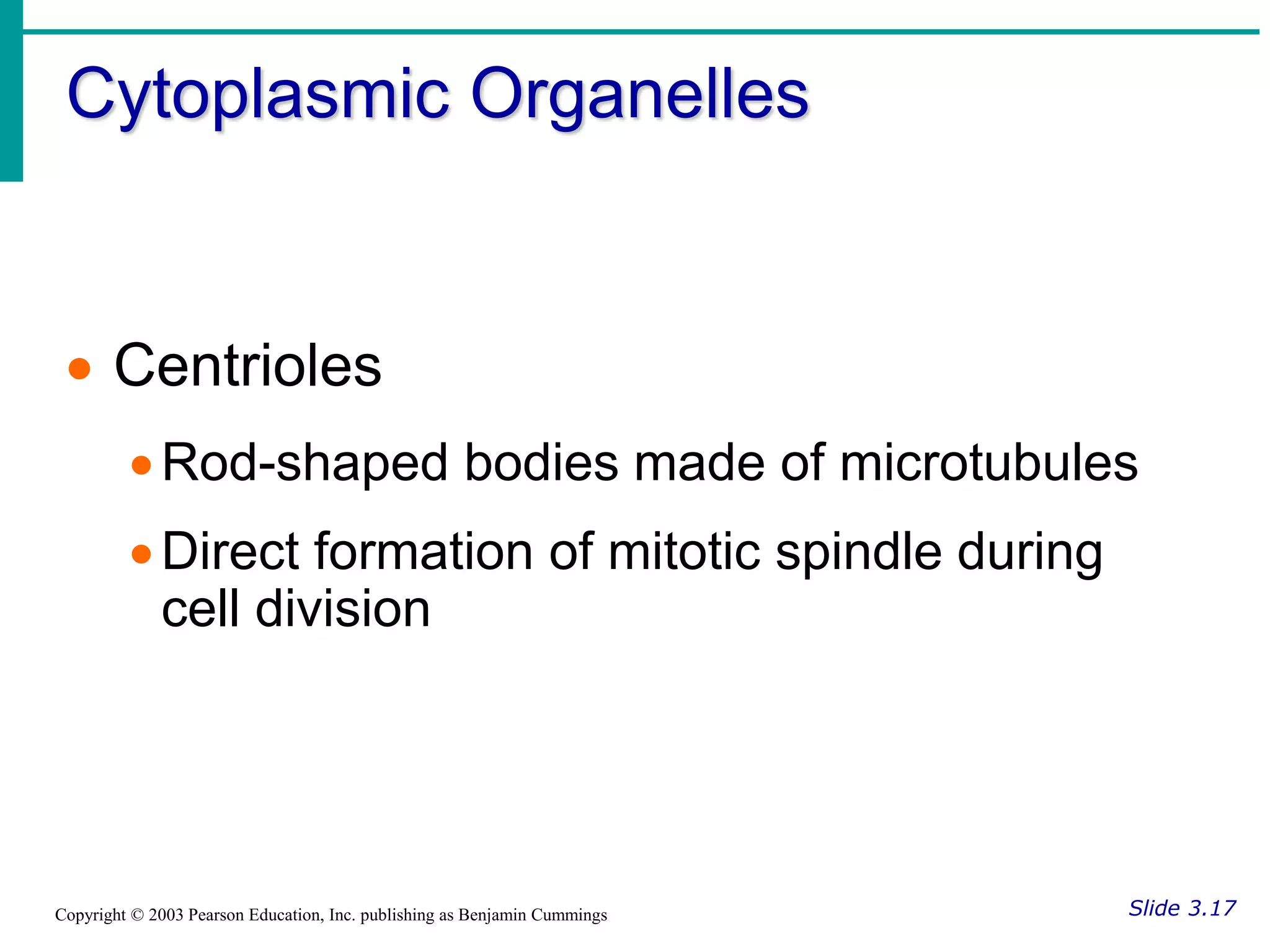 Cytoplasmic Organelles
Slide 3.17
Copyright © 2003 Pearson Education, Inc. publishing as Benjamin Cummings
 Centrioles
Rod-shaped bodies made of microtubules
Direct formation of mitotic spindle during
cell division
 
