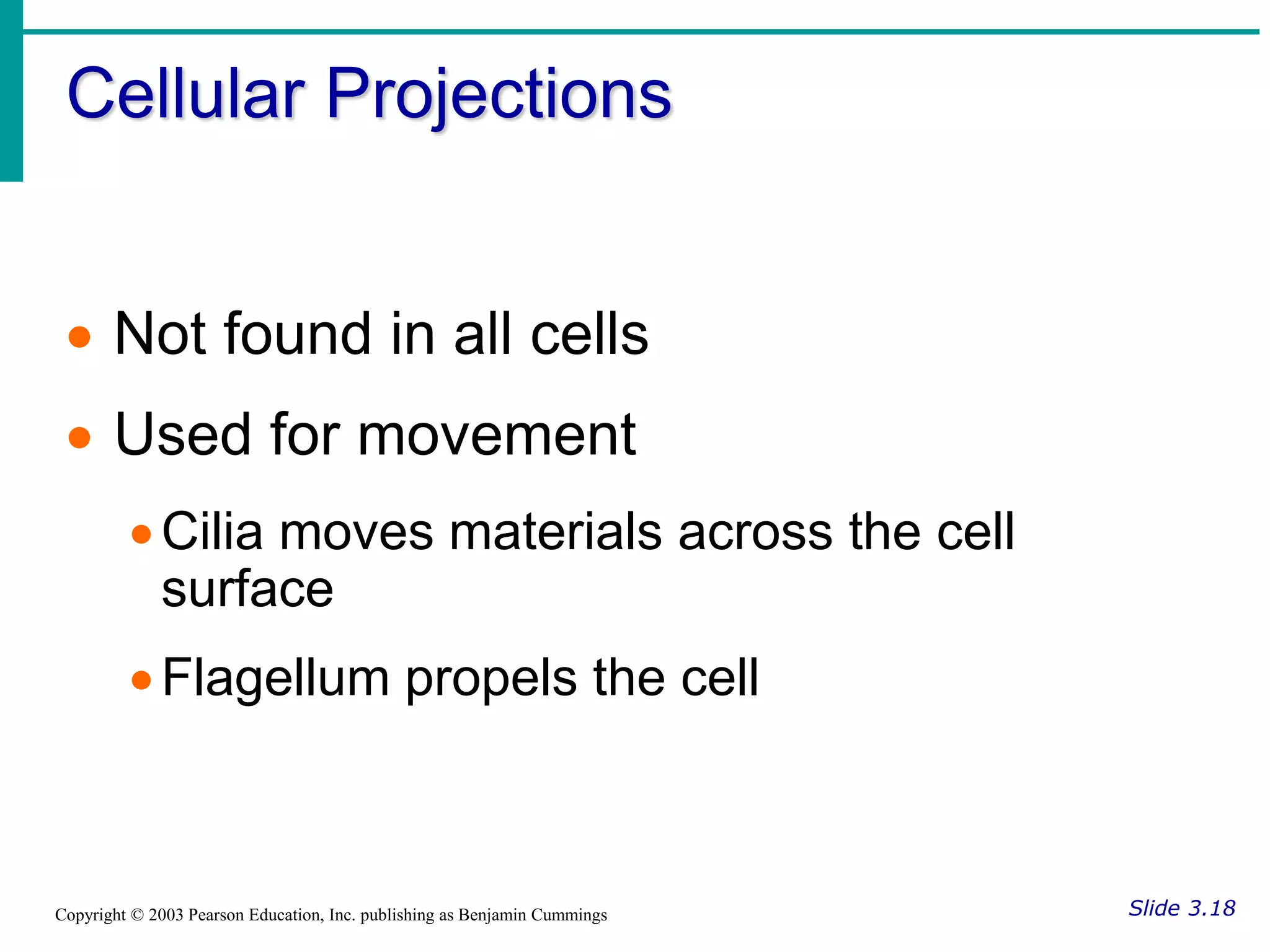 Cellular Projections
Slide 3.18
Copyright © 2003 Pearson Education, Inc. publishing as Benjamin Cummings
 Not found in all cells
 Used for movement
Cilia moves materials across the cell
surface
Flagellum propels the cell
 