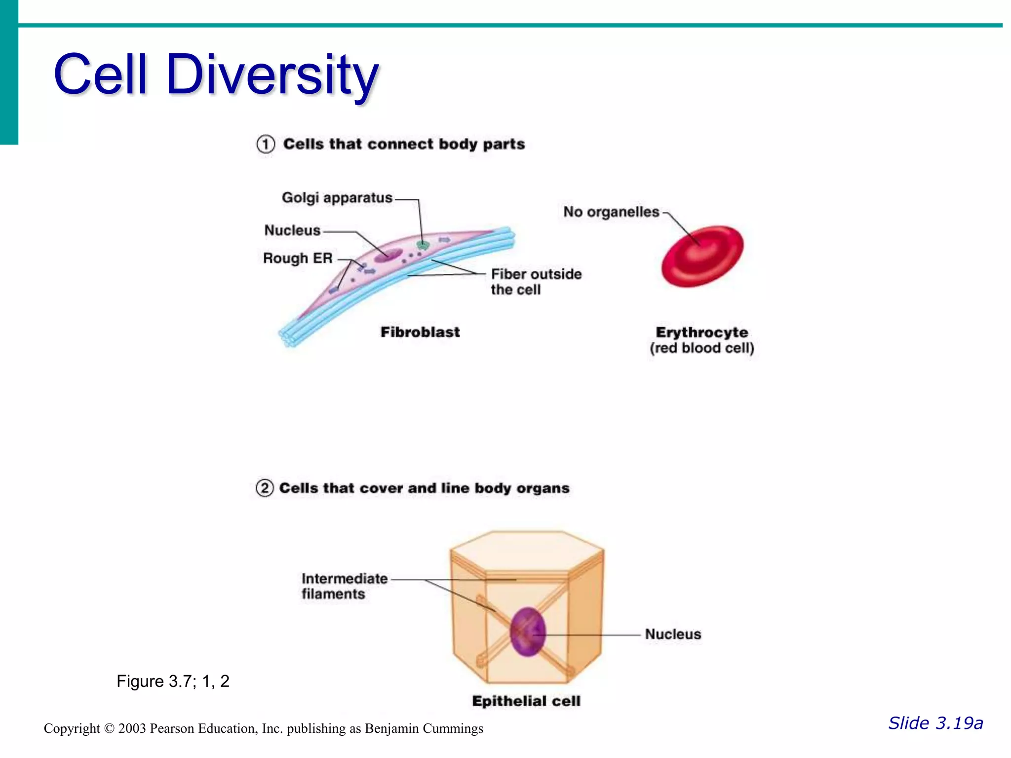Cell Diversity
Slide 3.19a
Copyright © 2003 Pearson Education, Inc. publishing as Benjamin Cummings
Figure 3.7; 1, 2
 