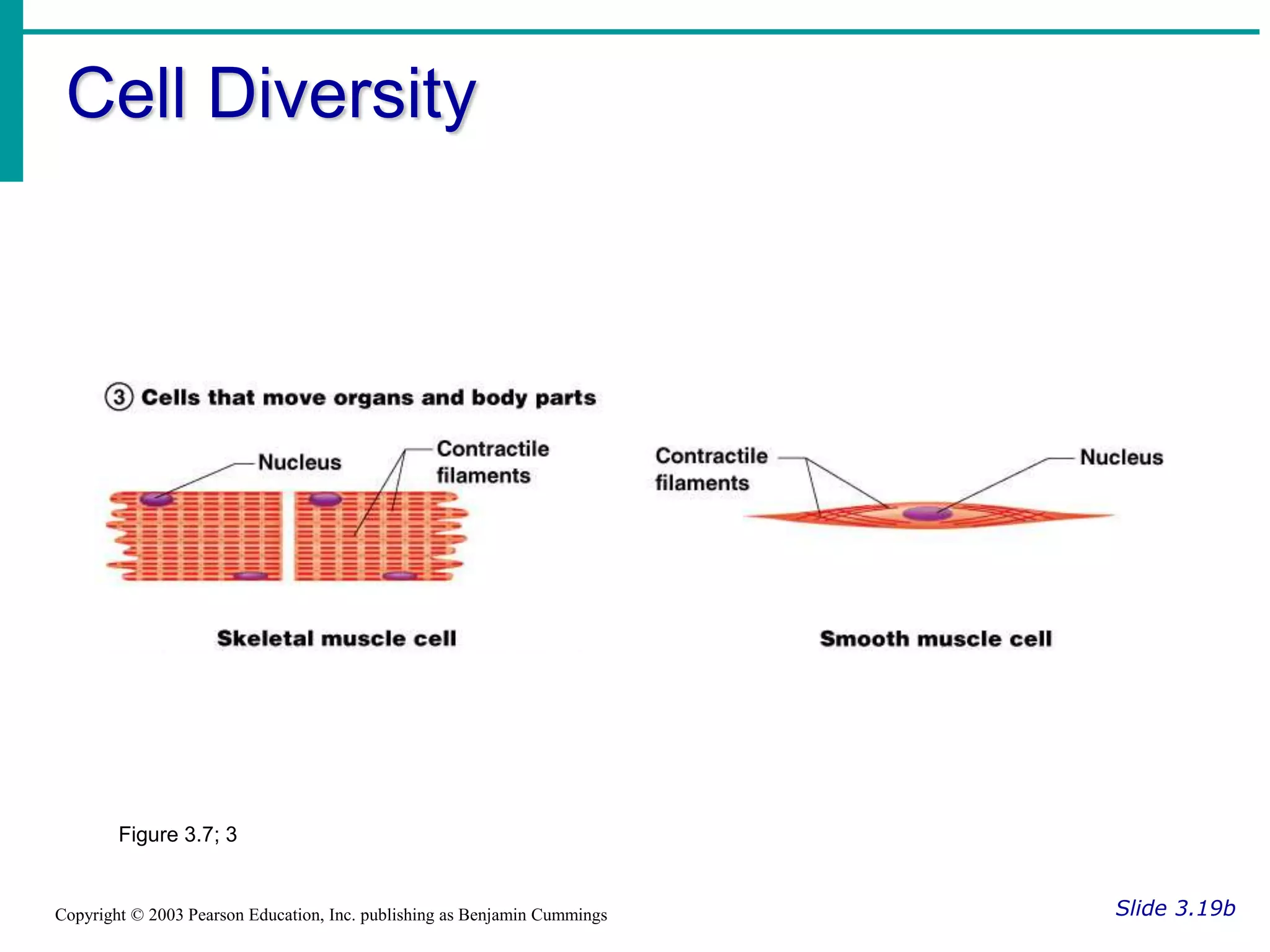 Cell Diversity
Slide 3.19b
Copyright © 2003 Pearson Education, Inc. publishing as Benjamin Cummings
Figure 3.7; 3
 