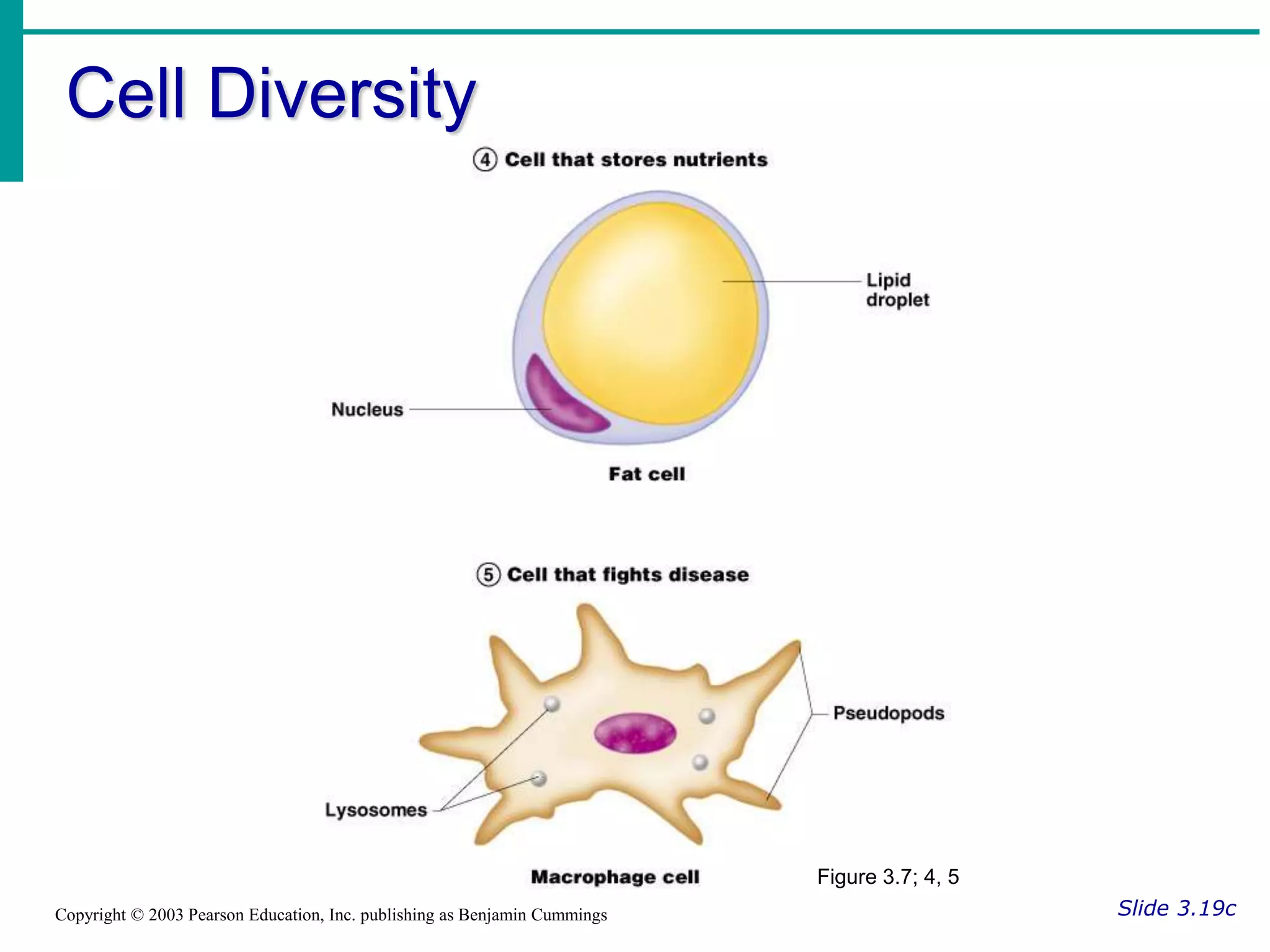 Cell Diversity
Slide 3.19c
Copyright © 2003 Pearson Education, Inc. publishing as Benjamin Cummings
Figure 3.7; 4, 5
 