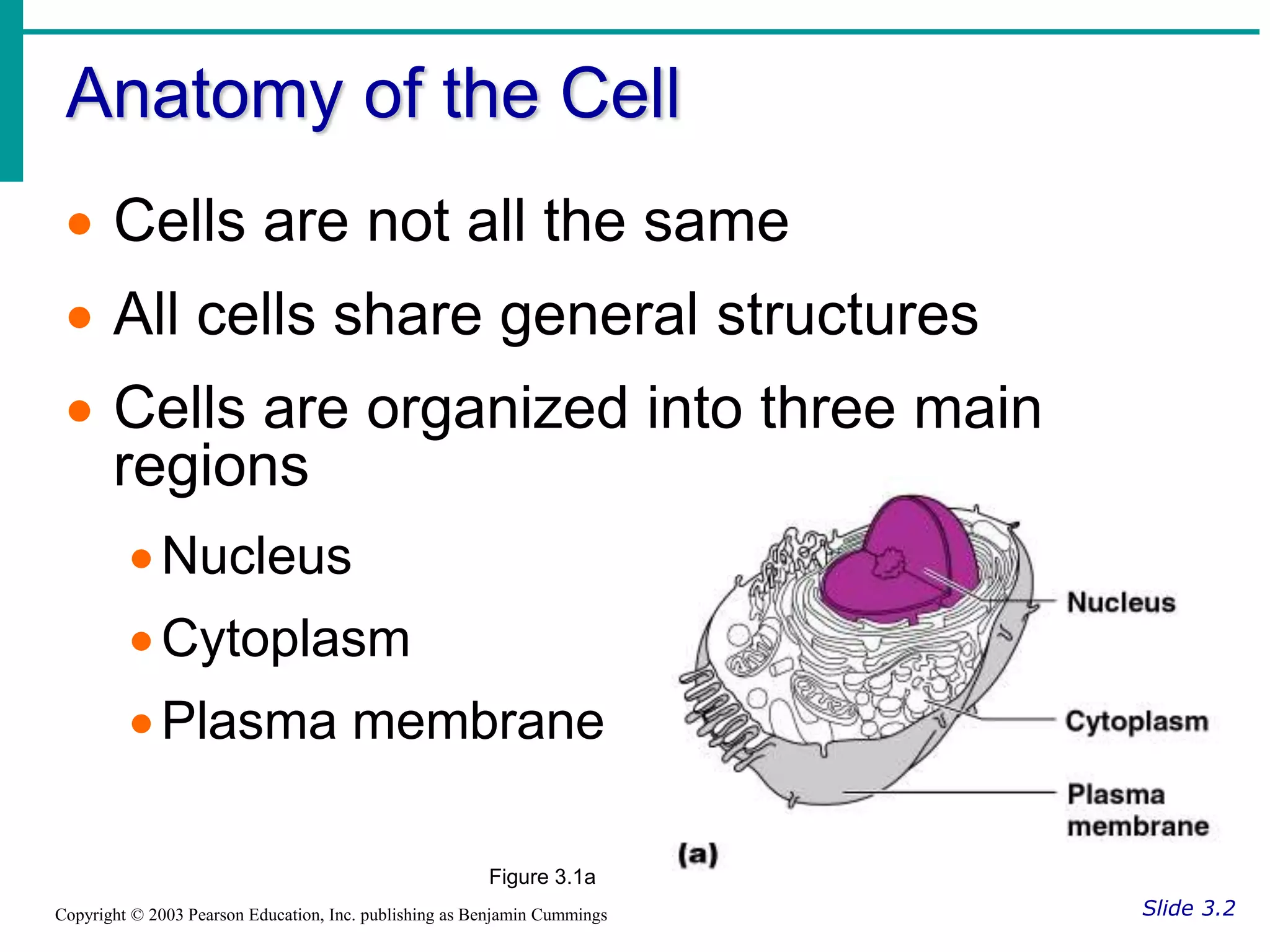 Anatomy of the Cell
Slide 3.2
Copyright © 2003 Pearson Education, Inc. publishing as Benjamin Cummings
 Cells are not all the same
 All cells share general structures
 Cells are organized into three main
regions
Nucleus
Cytoplasm
Plasma membrane
Figure 3.1a
 