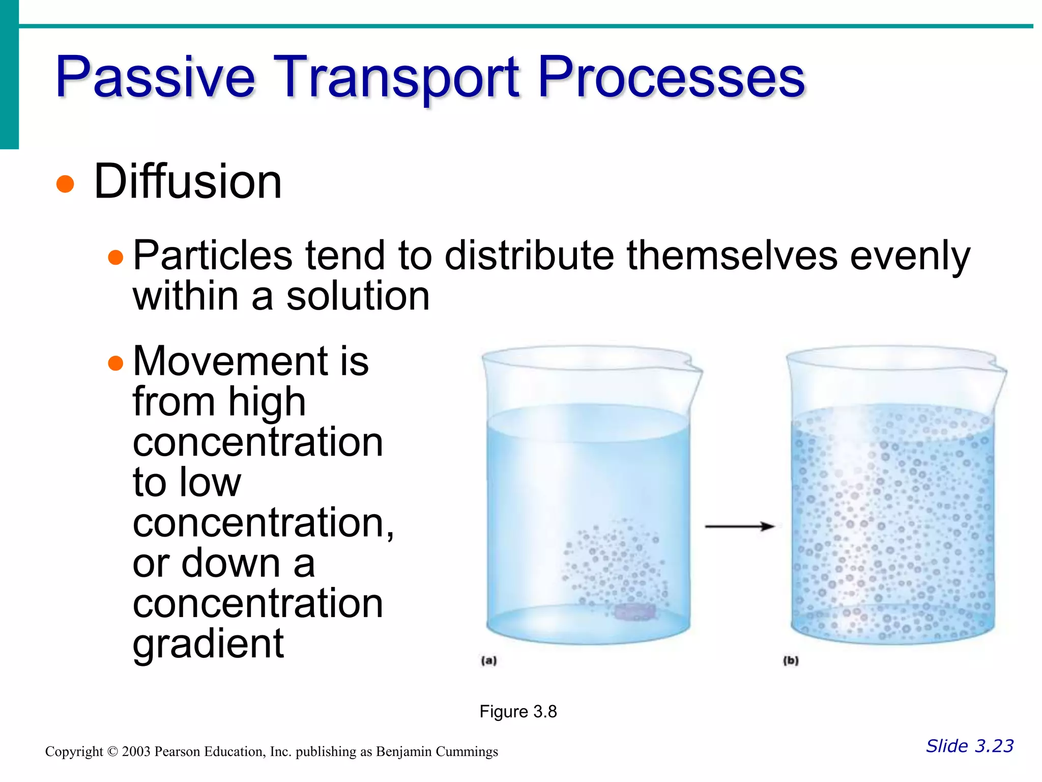 Passive Transport Processes
Slide 3.23
Copyright © 2003 Pearson Education, Inc. publishing as Benjamin Cummings
 Diffusion
 Particles tend to distribute themselves evenly
within a solution
 Movement is
from high
concentration
to low
concentration,
or down a
concentration
gradient
Figure 3.8
 