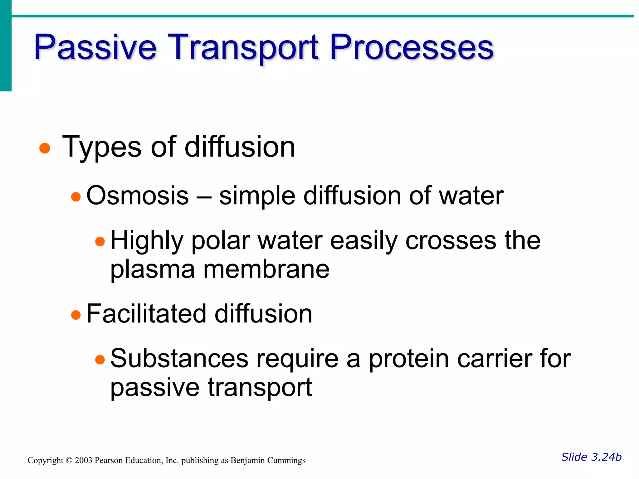 Passive Transport Processes
Slide 3.24b
Copyright © 2003 Pearson Education, Inc. publishing as Benjamin Cummings
 Types of diffusion
Osmosis – simple diffusion of water
Highly polar water easily crosses the
plasma membrane
Facilitated diffusion
Substances require a protein carrier for
passive transport
 