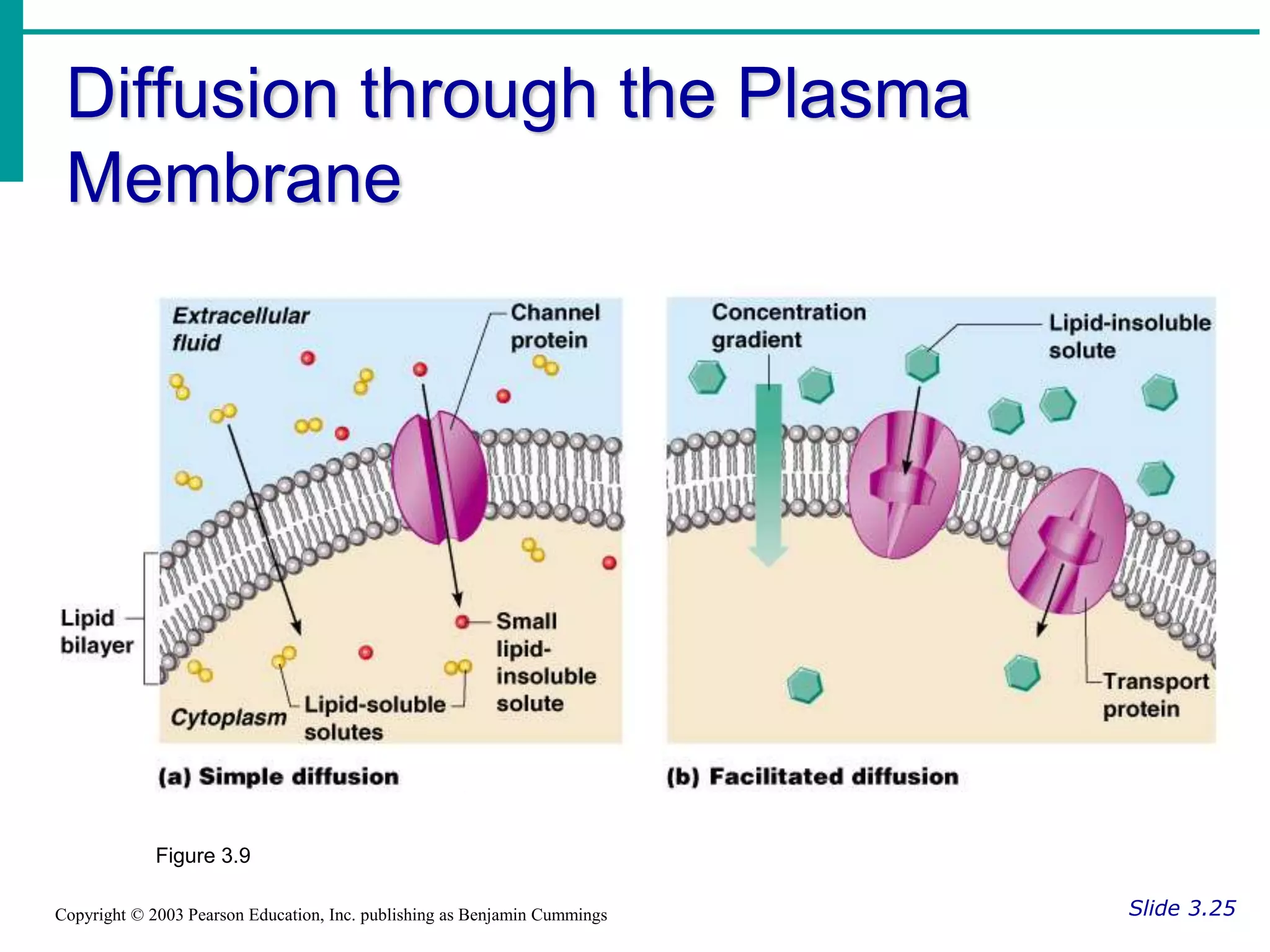Diffusion through the Plasma
Membrane
Slide 3.25
Copyright © 2003 Pearson Education, Inc. publishing as Benjamin Cummings
Figure 3.9
 
