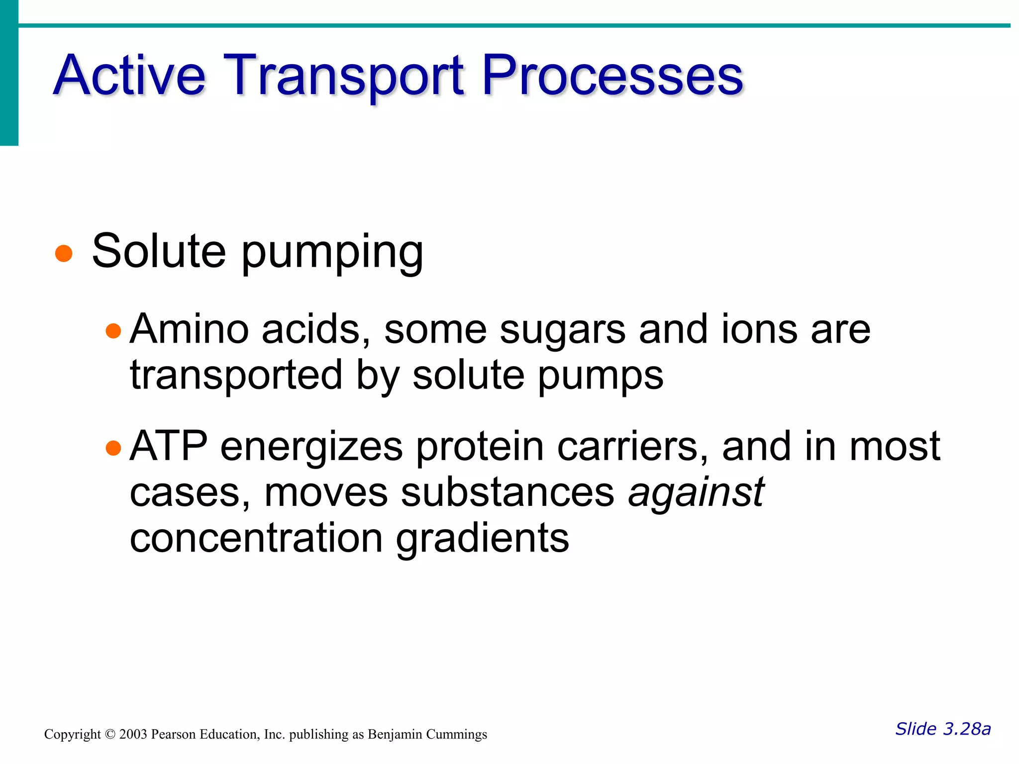 Active Transport Processes
Slide 3.28a
Copyright © 2003 Pearson Education, Inc. publishing as Benjamin Cummings
 Solute pumping
Amino acids, some sugars and ions are
transported by solute pumps
ATP energizes protein carriers, and in most
cases, moves substances against
concentration gradients
 