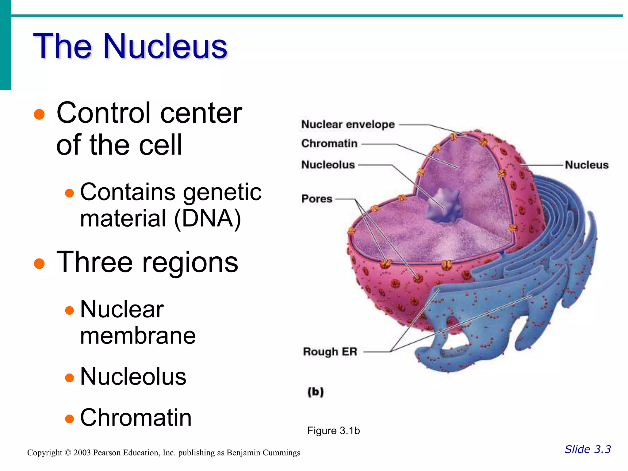 The Nucleus
Slide 3.3
Copyright © 2003 Pearson Education, Inc. publishing as Benjamin Cummings
 Control center
of the cell
 Contains genetic
material (DNA)
 Three regions
 Nuclear
membrane
 Nucleolus
 Chromatin Figure 3.1b
 
