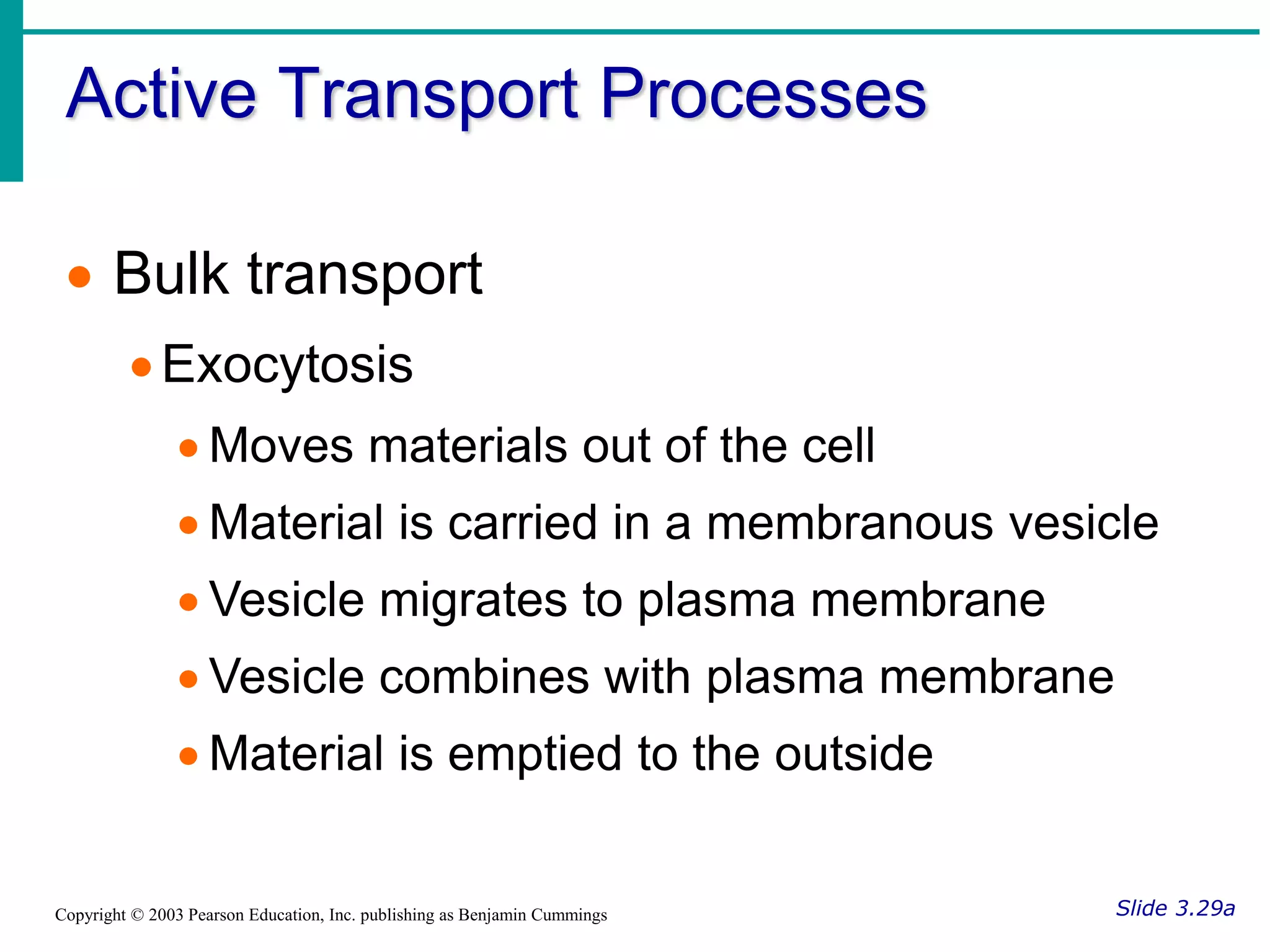 Active Transport Processes
Slide 3.29a
Copyright © 2003 Pearson Education, Inc. publishing as Benjamin Cummings
 Bulk transport
Exocytosis
 Moves materials out of the cell
 Material is carried in a membranous vesicle
 Vesicle migrates to plasma membrane
 Vesicle combines with plasma membrane
 Material is emptied to the outside
 