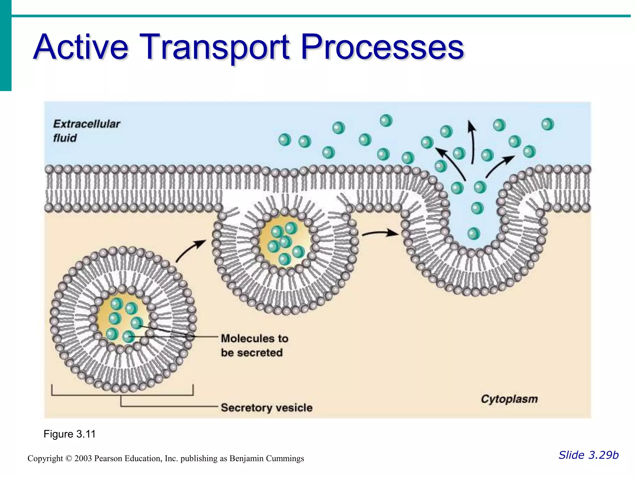 Active Transport Processes
Slide 3.29b
Copyright © 2003 Pearson Education, Inc. publishing as Benjamin Cummings
Figure 3.11
 