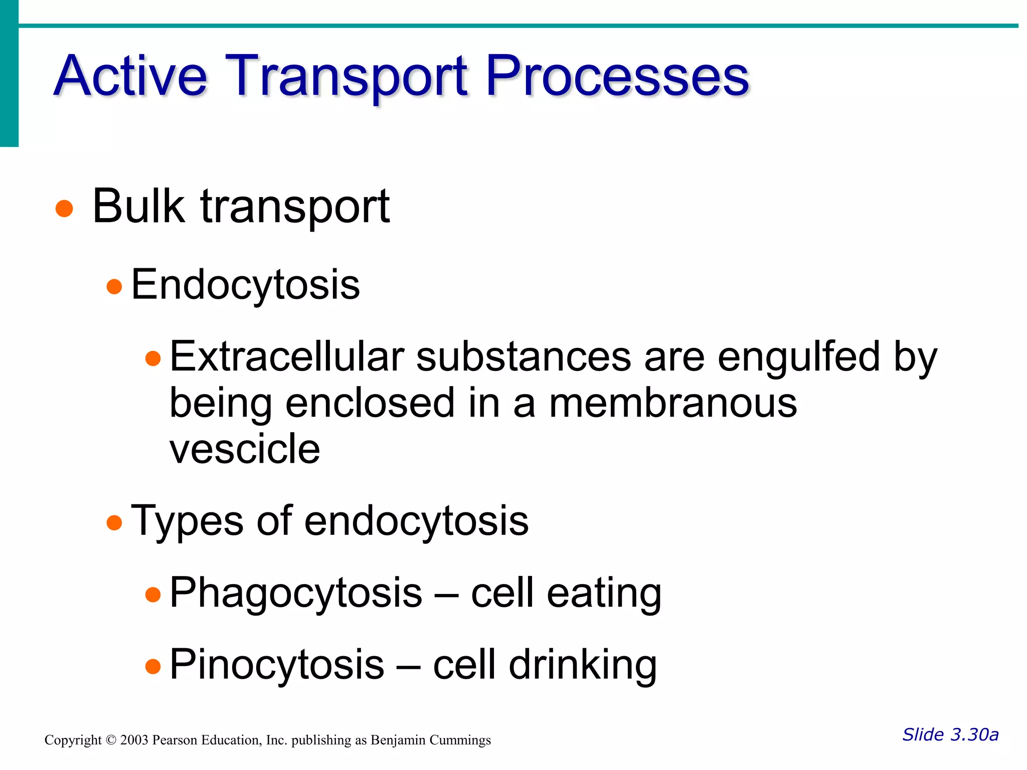Active Transport Processes
Slide 3.30a
Copyright © 2003 Pearson Education, Inc. publishing as Benjamin Cummings
 Bulk transport
Endocytosis
Extracellular substances are engulfed by
being enclosed in a membranous
vescicle
Types of endocytosis
Phagocytosis – cell eating
Pinocytosis – cell drinking
 