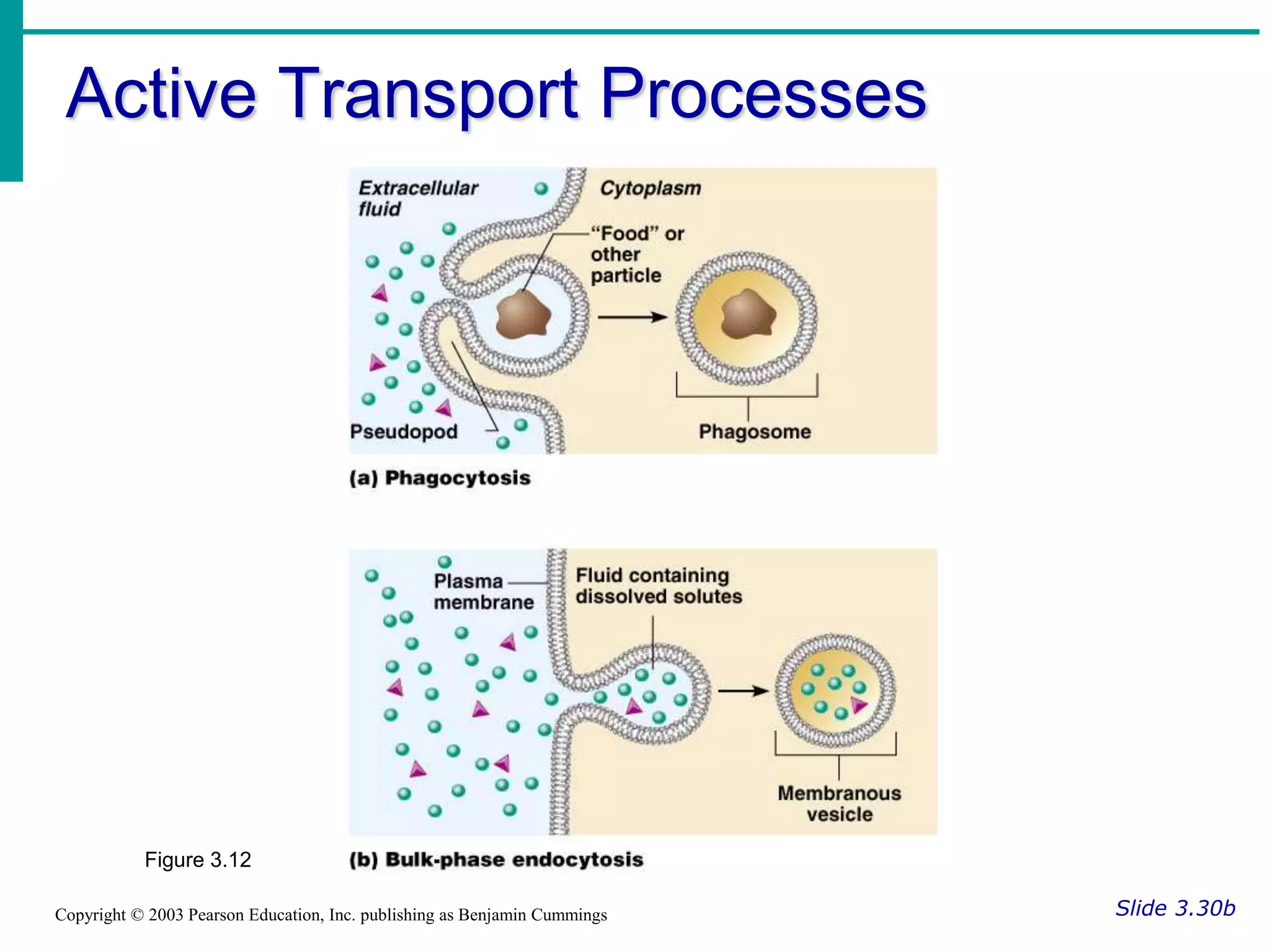 Active Transport Processes
Slide 3.30b
Copyright © 2003 Pearson Education, Inc. publishing as Benjamin Cummings
Figure 3.12
 
