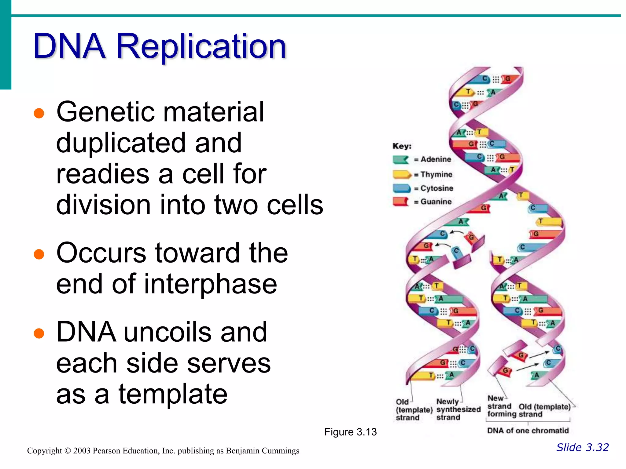 DNA Replication
Slide 3.32
Copyright © 2003 Pearson Education, Inc. publishing as Benjamin Cummings
 Genetic material
duplicated and
readies a cell for
division into two cells
 Occurs toward the
end of interphase
 DNA uncoils and
each side serves
as a template
Figure 3.13
 