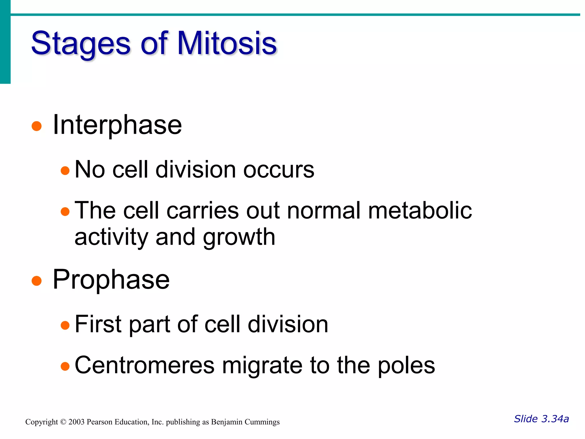 Stages of Mitosis
Slide 3.34a
Copyright © 2003 Pearson Education, Inc. publishing as Benjamin Cummings
 Interphase
No cell division occurs
The cell carries out normal metabolic
activity and growth
 Prophase
First part of cell division
Centromeres migrate to the poles
 