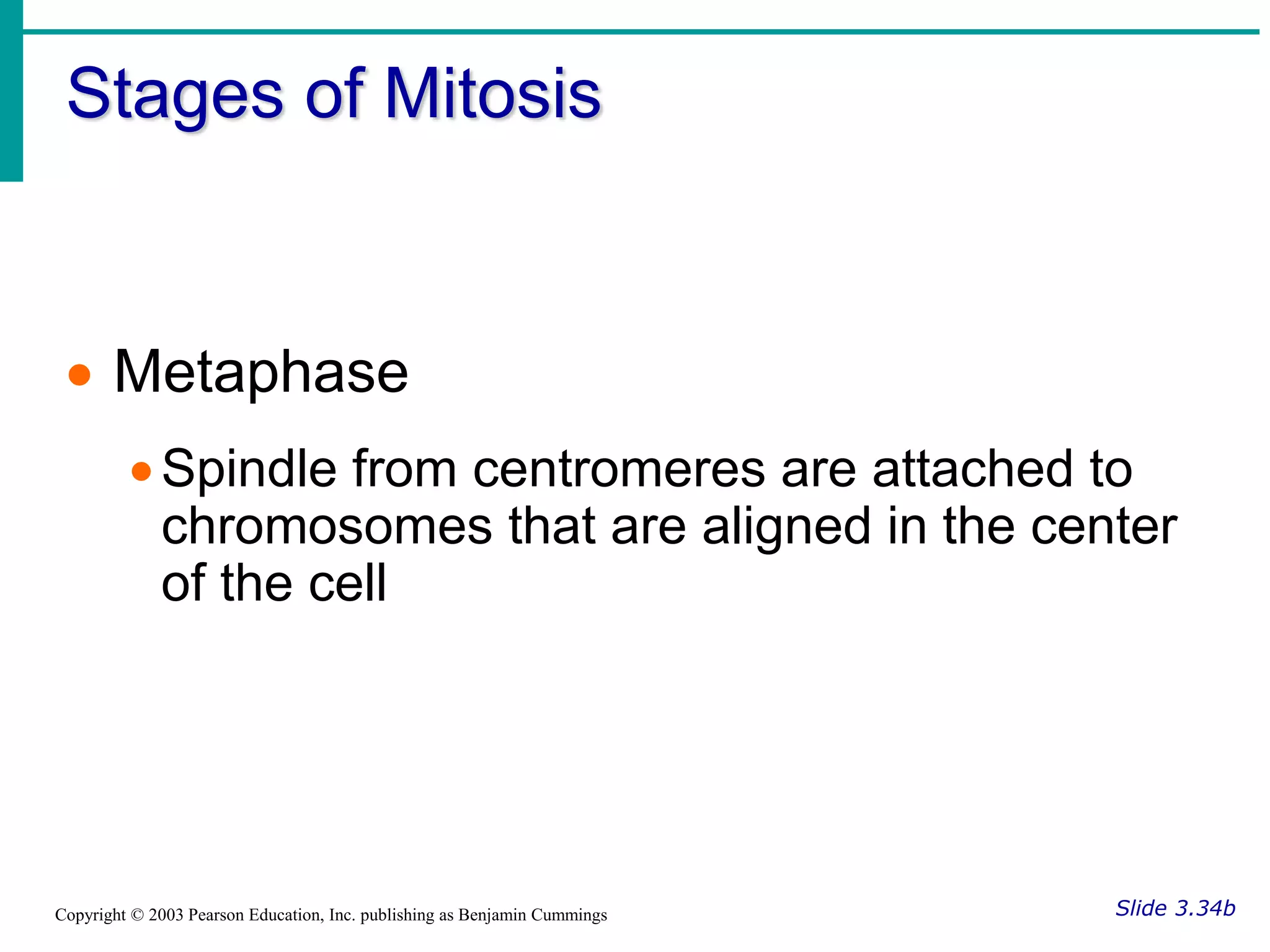 Stages of Mitosis
Slide 3.34b
Copyright © 2003 Pearson Education, Inc. publishing as Benjamin Cummings
 Metaphase
Spindle from centromeres are attached to
chromosomes that are aligned in the center
of the cell
 