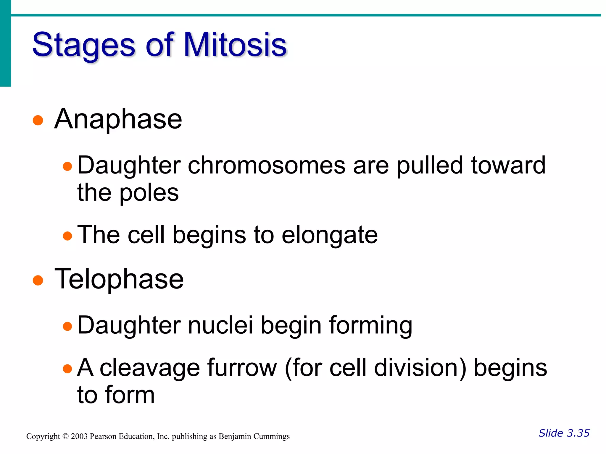 Stages of Mitosis
Slide 3.35
Copyright © 2003 Pearson Education, Inc. publishing as Benjamin Cummings
 Anaphase
Daughter chromosomes are pulled toward
the poles
The cell begins to elongate
 Telophase
Daughter nuclei begin forming
A cleavage furrow (for cell division) begins
to form
 