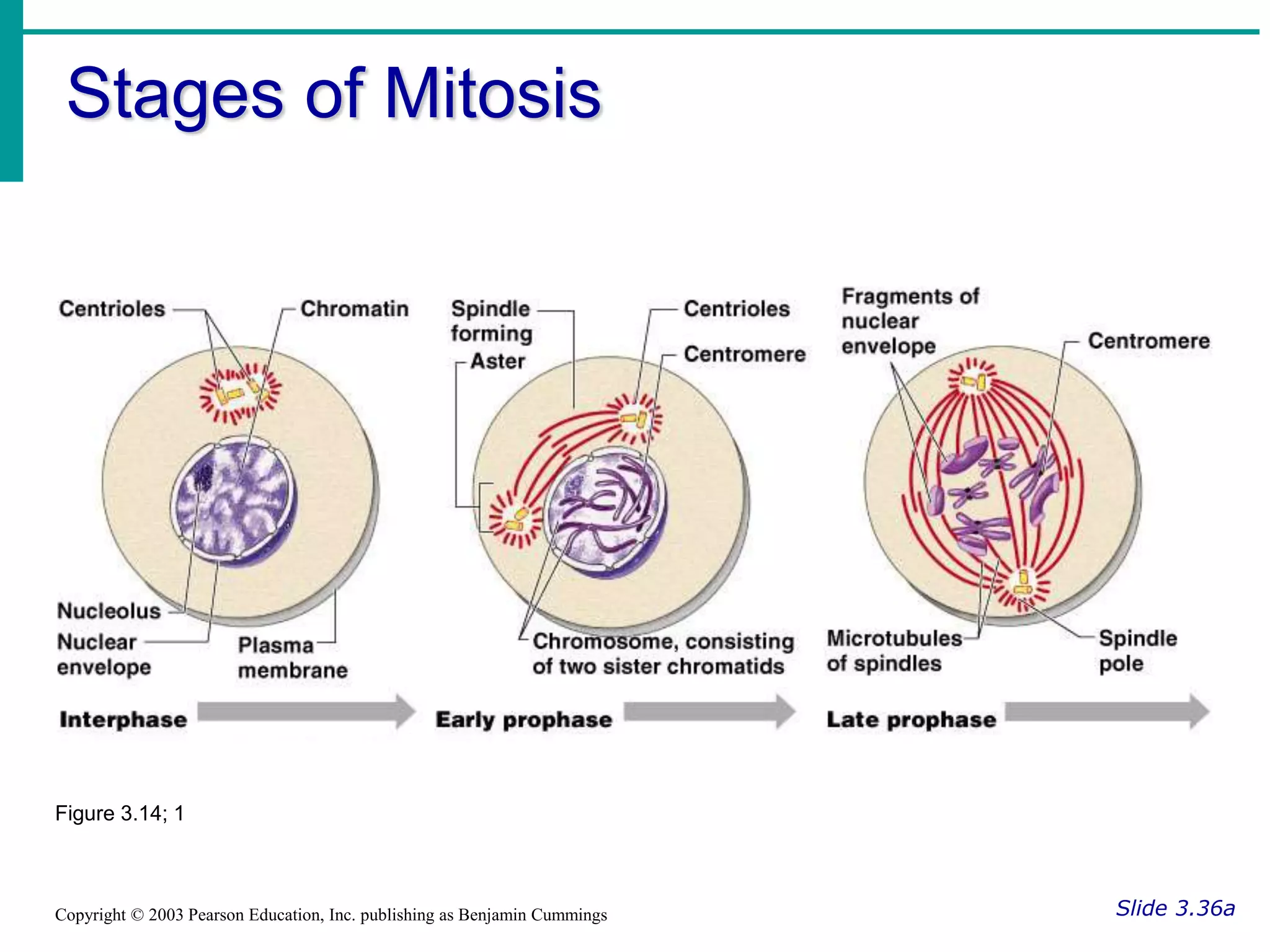 Stages of Mitosis
Slide 3.36a
Copyright © 2003 Pearson Education, Inc. publishing as Benjamin Cummings
Figure 3.14; 1
 