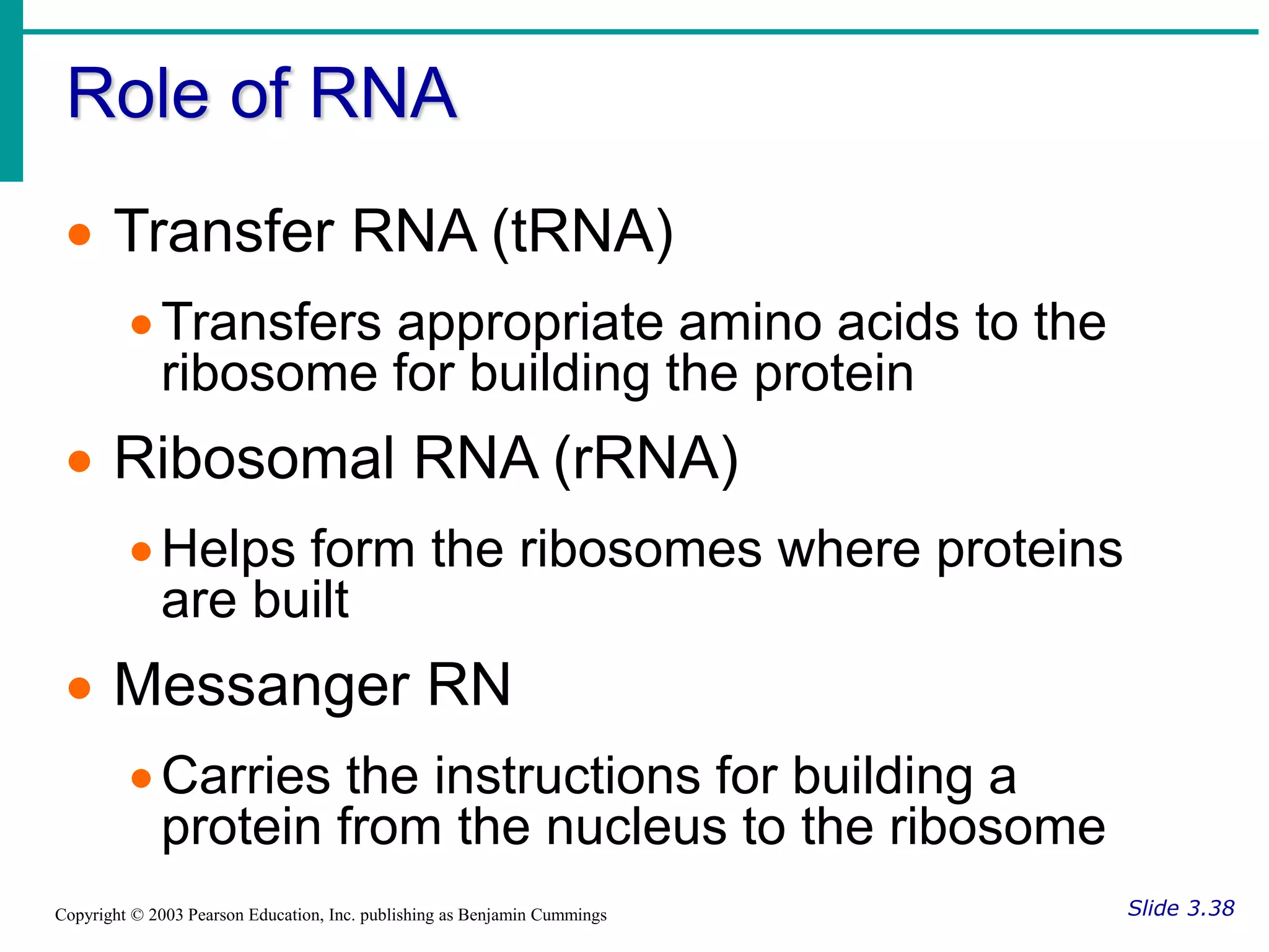 Role of RNA
Slide 3.38
Copyright © 2003 Pearson Education, Inc. publishing as Benjamin Cummings
 Transfer RNA (tRNA)
Transfers appropriate amino acids to the
ribosome for building the protein
 Ribosomal RNA (rRNA)
Helps form the ribosomes where proteins
are built
 Messanger RN
Carries the instructions for building a
protein from the nucleus to the ribosome
 