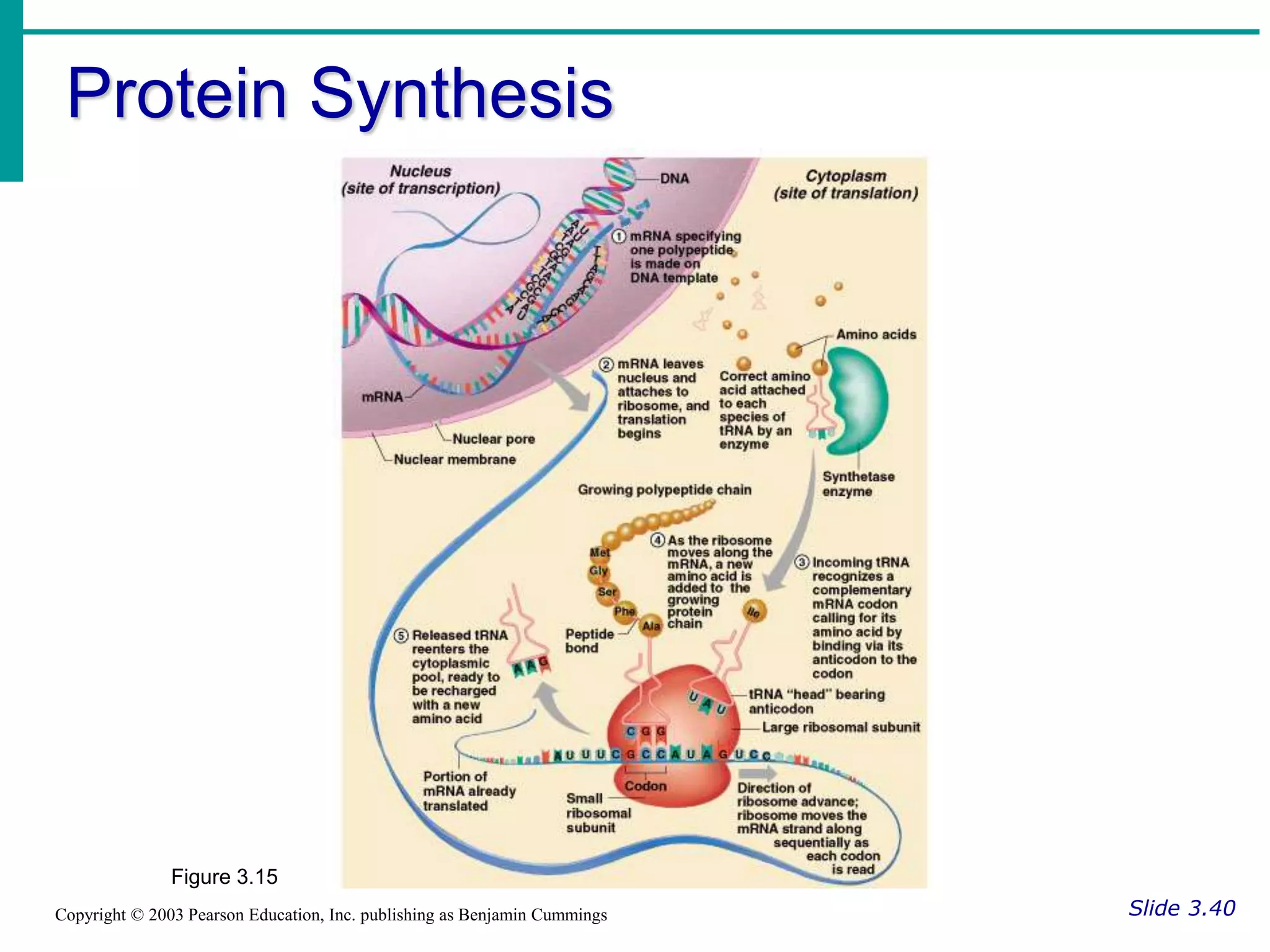 Protein Synthesis
Slide 3.40
Copyright © 2003 Pearson Education, Inc. publishing as Benjamin Cummings
Figure 3.15
 