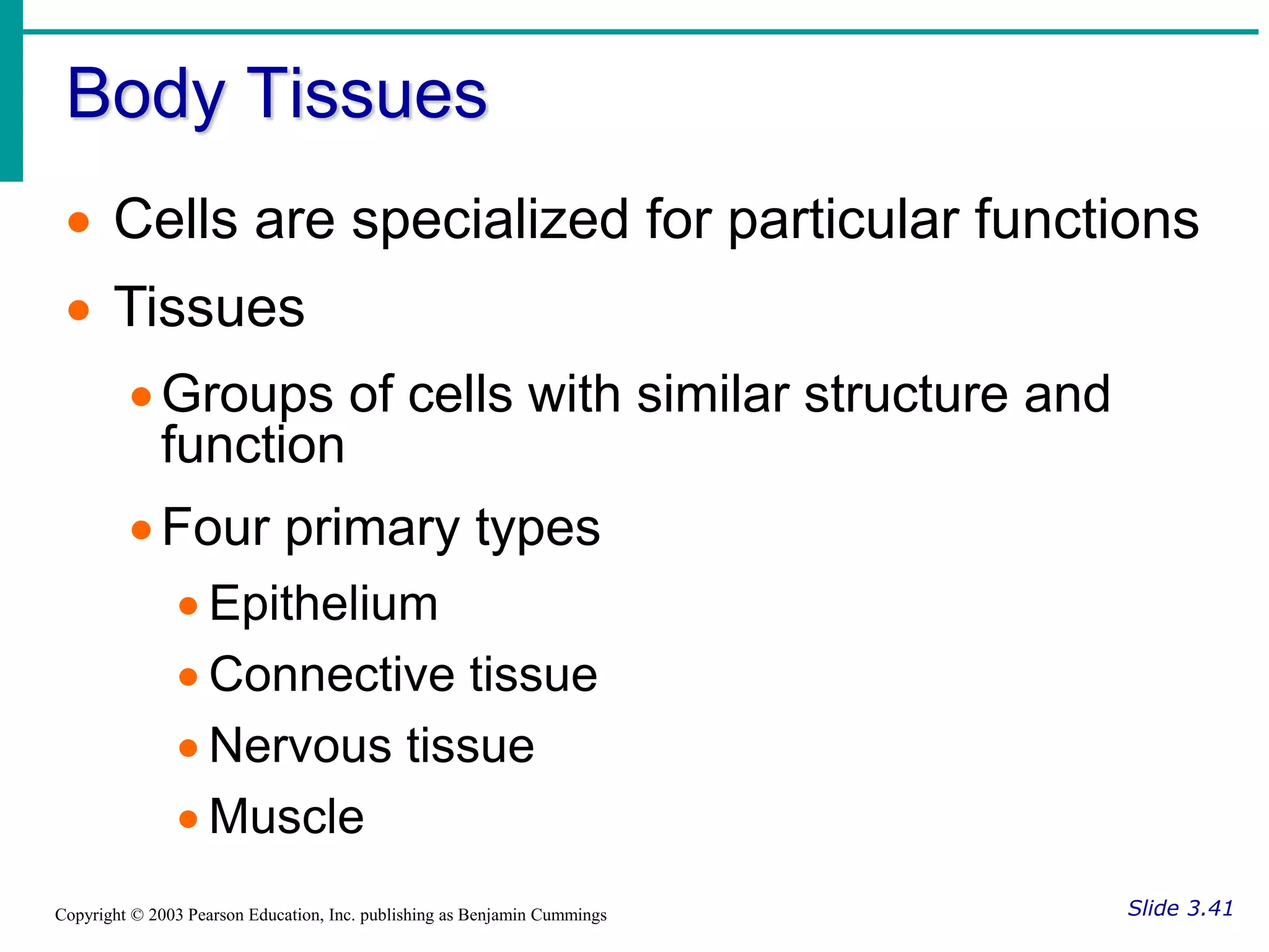 Body Tissues
Slide 3.41
Copyright © 2003 Pearson Education, Inc. publishing as Benjamin Cummings
 Cells are specialized for particular functions
 Tissues
Groups of cells with similar structure and
function
Four primary types
 Epithelium
 Connective tissue
 Nervous tissue
 Muscle
 