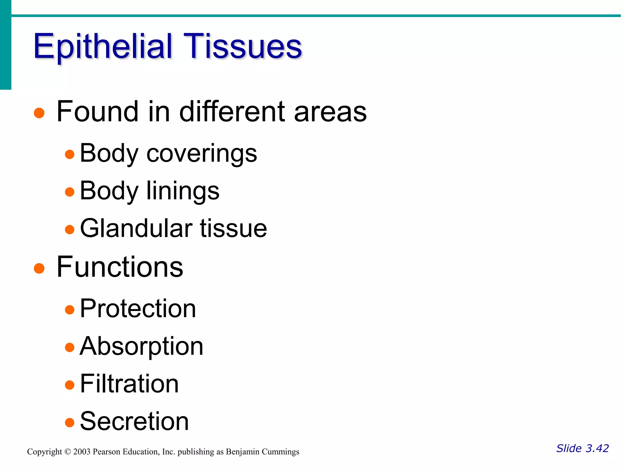 Epithelial Tissues
Slide 3.42
Copyright © 2003 Pearson Education, Inc. publishing as Benjamin Cummings
 Found in different areas
Body coverings
Body linings
Glandular tissue
 Functions
Protection
Absorption
Filtration
Secretion
 
