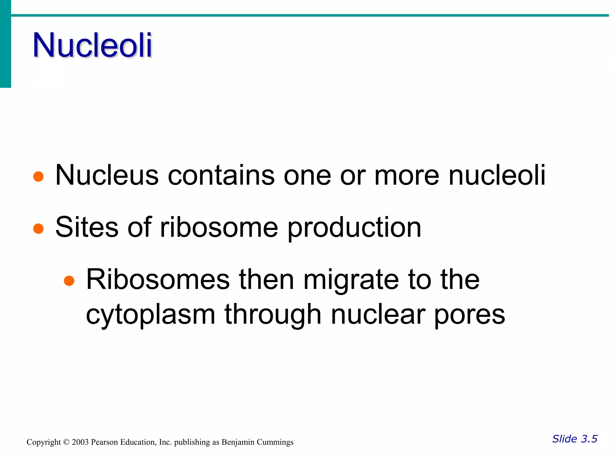 Nucleoli
Slide 3.5
Copyright © 2003 Pearson Education, Inc. publishing as Benjamin Cummings
 Nucleus contains one or more nucleoli
 Sites of ribosome production
 Ribosomes then migrate to the
cytoplasm through nuclear pores
 