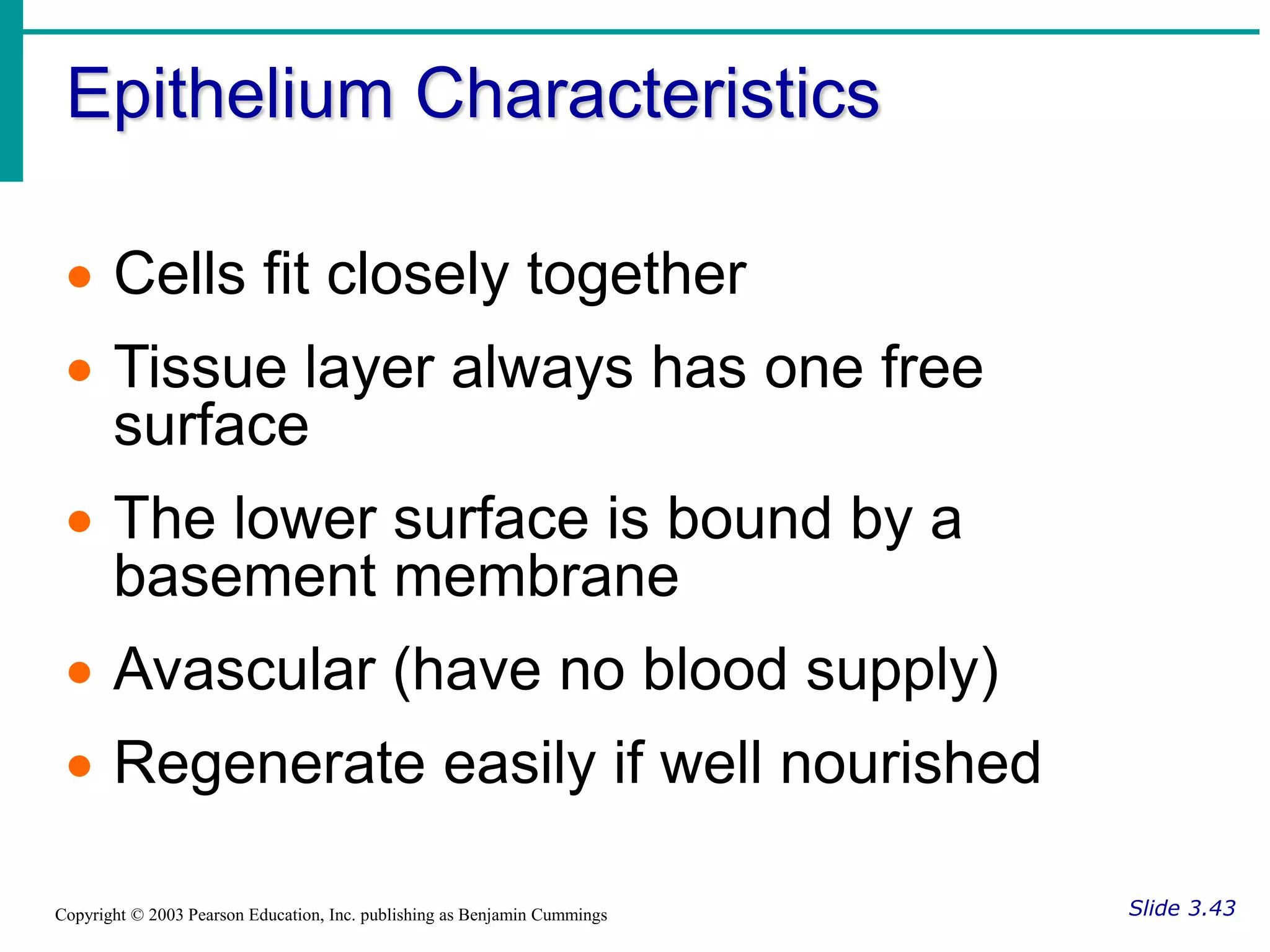 Epithelium Characteristics
Slide 3.43
Copyright © 2003 Pearson Education, Inc. publishing as Benjamin Cummings
 Cells fit closely together
 Tissue layer always has one free
surface
 The lower surface is bound by a
basement membrane
 Avascular (have no blood supply)
 Regenerate easily if well nourished
 