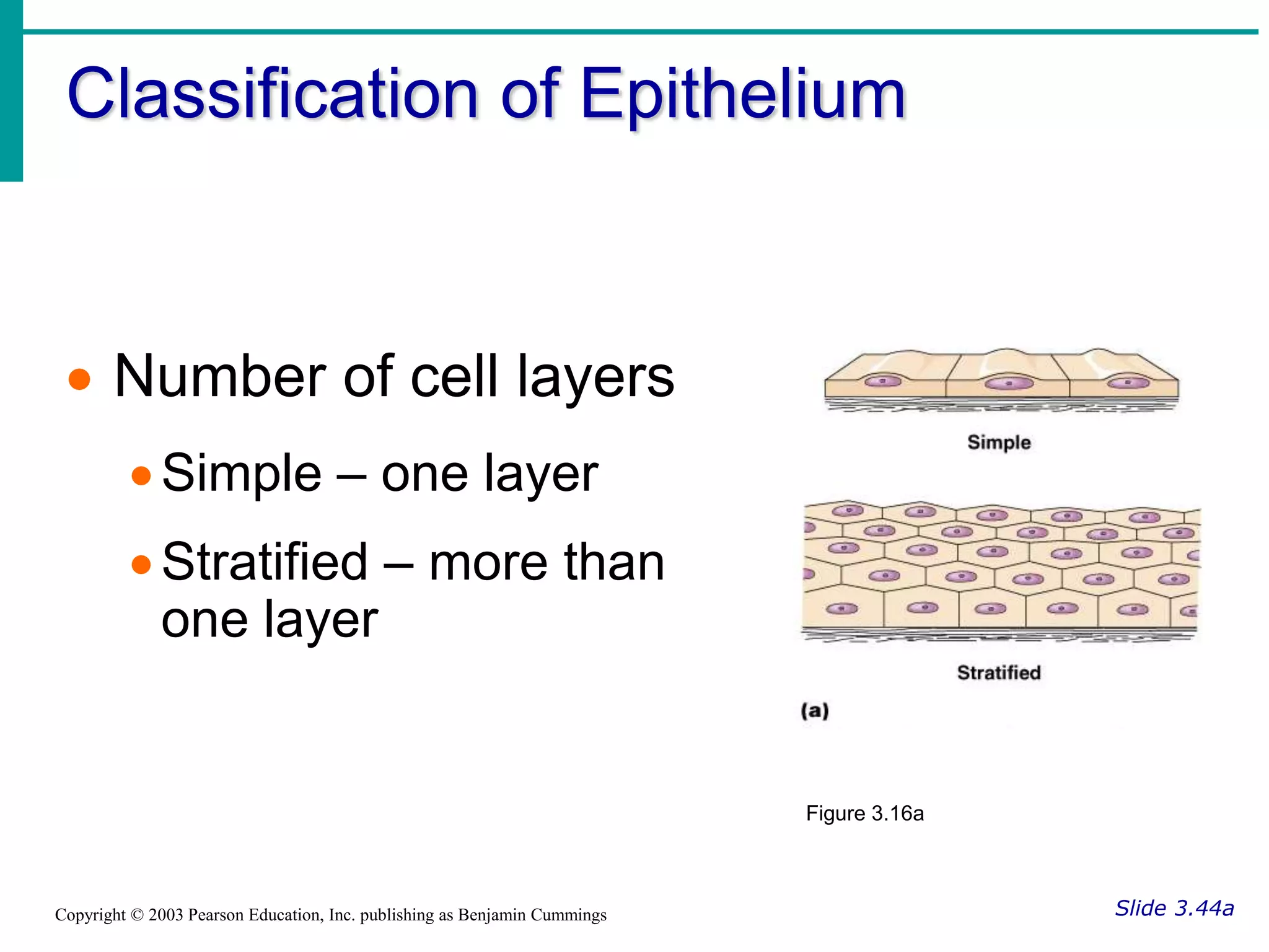 Classification of Epithelium
Slide 3.44a
Copyright © 2003 Pearson Education, Inc. publishing as Benjamin Cummings
 Number of cell layers
Simple – one layer
Stratified – more than
one layer
Figure 3.16a
 
