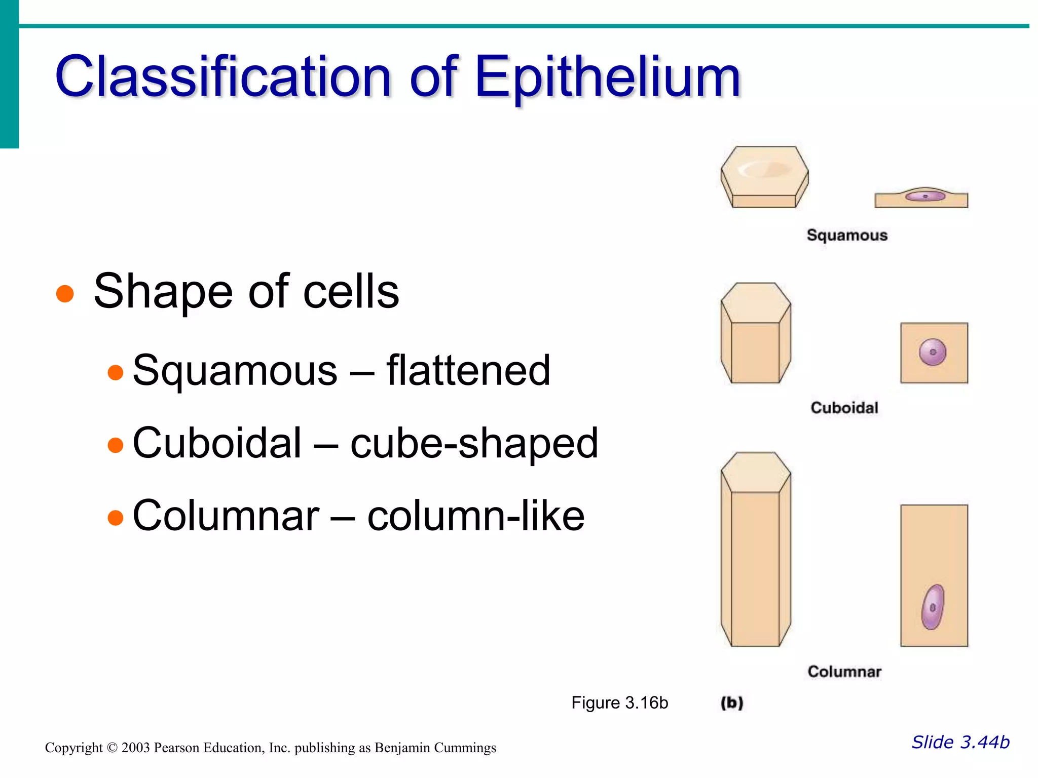 Classification of Epithelium
Slide 3.44b
Copyright © 2003 Pearson Education, Inc. publishing as Benjamin Cummings
 Shape of cells
Squamous – flattened
Cuboidal – cube-shaped
Columnar – column-like
Figure 3.16b
 