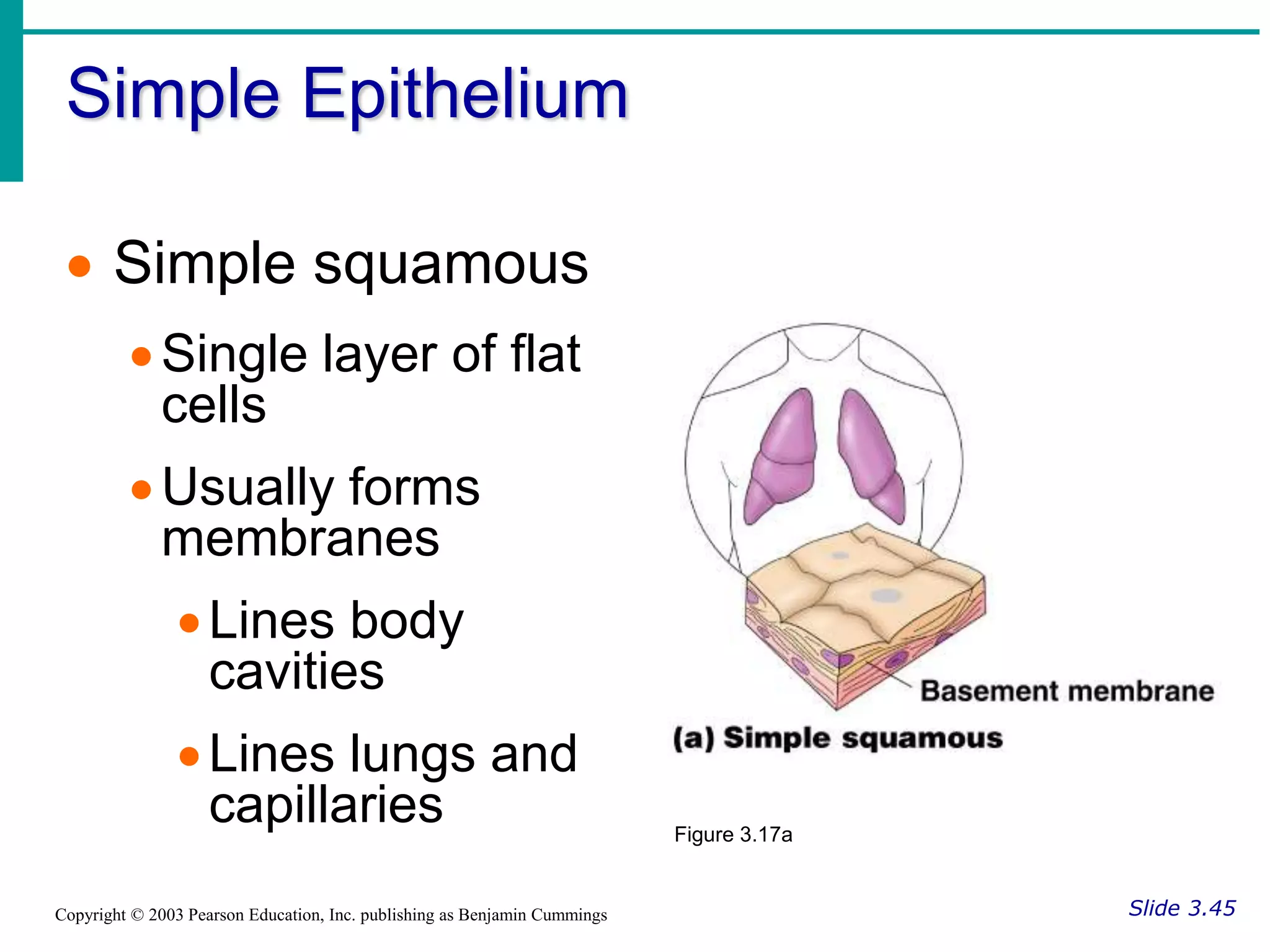 Simple Epithelium
Slide 3.45
Copyright © 2003 Pearson Education, Inc. publishing as Benjamin Cummings
 Simple squamous
Single layer of flat
cells
Usually forms
membranes
Lines body
cavities
Lines lungs and
capillaries Figure 3.17a
 
