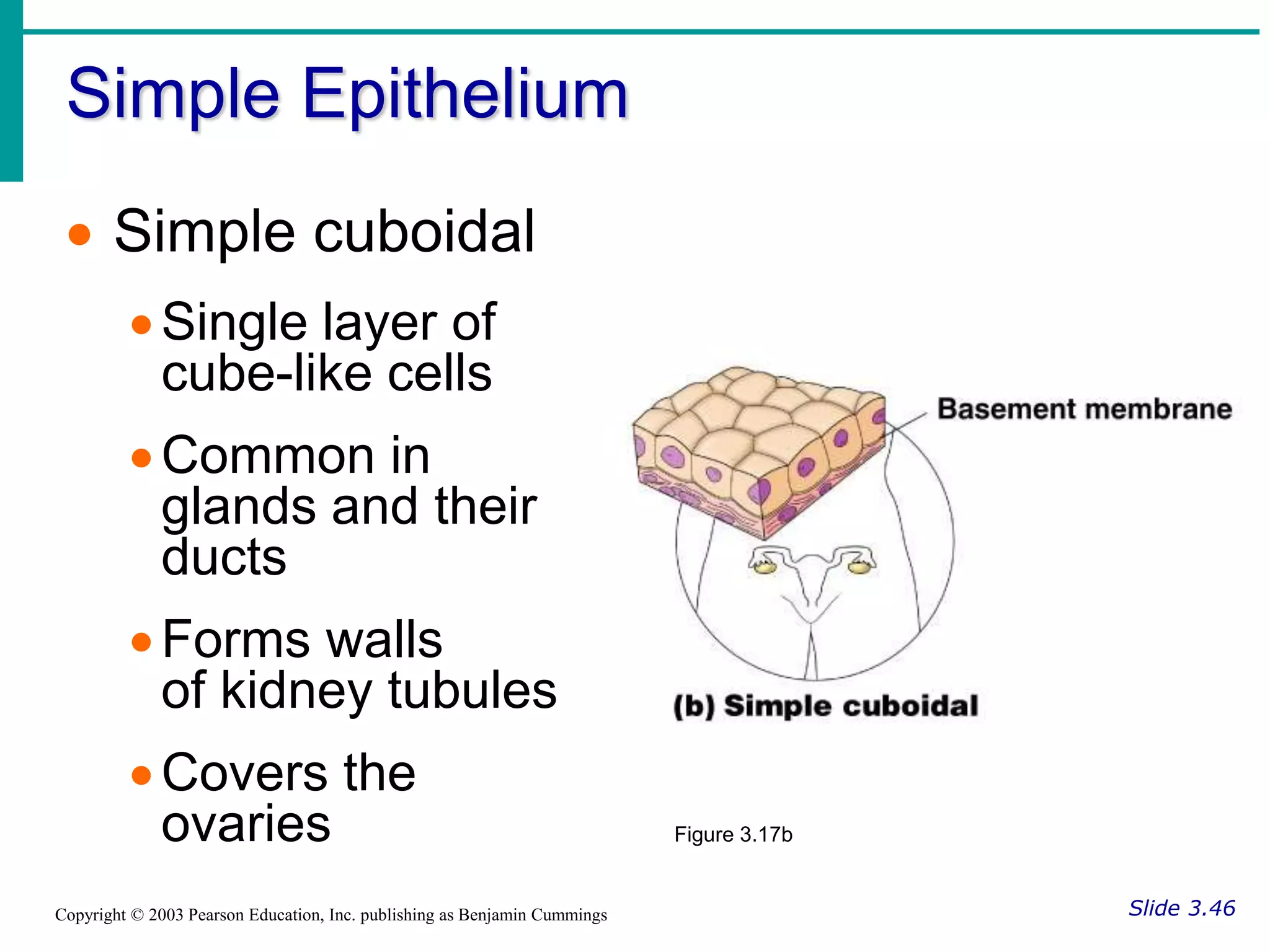 Simple Epithelium
Slide 3.46
Copyright © 2003 Pearson Education, Inc. publishing as Benjamin Cummings
 Simple cuboidal
Single layer of
cube-like cells
Common in
glands and their
ducts
Forms walls
of kidney tubules
Covers the
ovaries Figure 3.17b
 