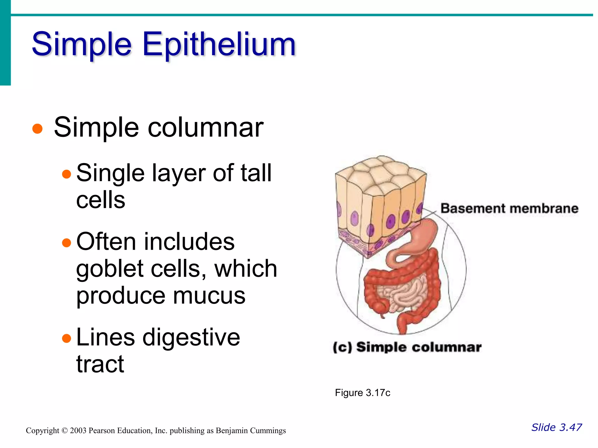 Simple Epithelium
Slide 3.47
Copyright © 2003 Pearson Education, Inc. publishing as Benjamin Cummings
 Simple columnar
Single layer of tall
cells
Often includes
goblet cells, which
produce mucus
Lines digestive
tract
Figure 3.17c
 