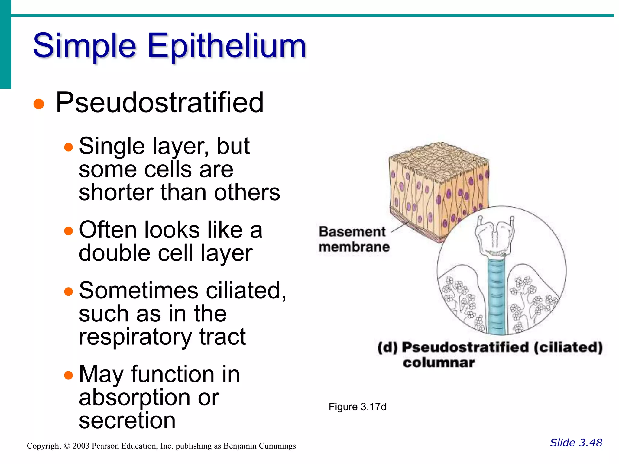 Simple Epithelium
Slide 3.48
Copyright © 2003 Pearson Education, Inc. publishing as Benjamin Cummings
 Pseudostratified
 Single layer, but
some cells are
shorter than others
 Often looks like a
double cell layer
 Sometimes ciliated,
such as in the
respiratory tract
 May function in
absorption or
secretion
Figure 3.17d
 