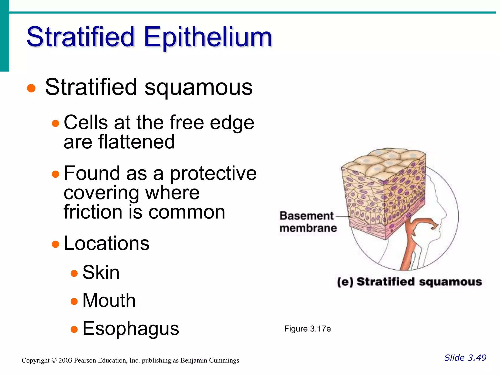 Stratified Epithelium
Slide 3.49
Copyright © 2003 Pearson Education, Inc. publishing as Benjamin Cummings
 Stratified squamous
 Cells at the free edge
are flattened
 Found as a protective
covering where
friction is common
 Locations
 Skin
 Mouth
 Esophagus Figure 3.17e
 