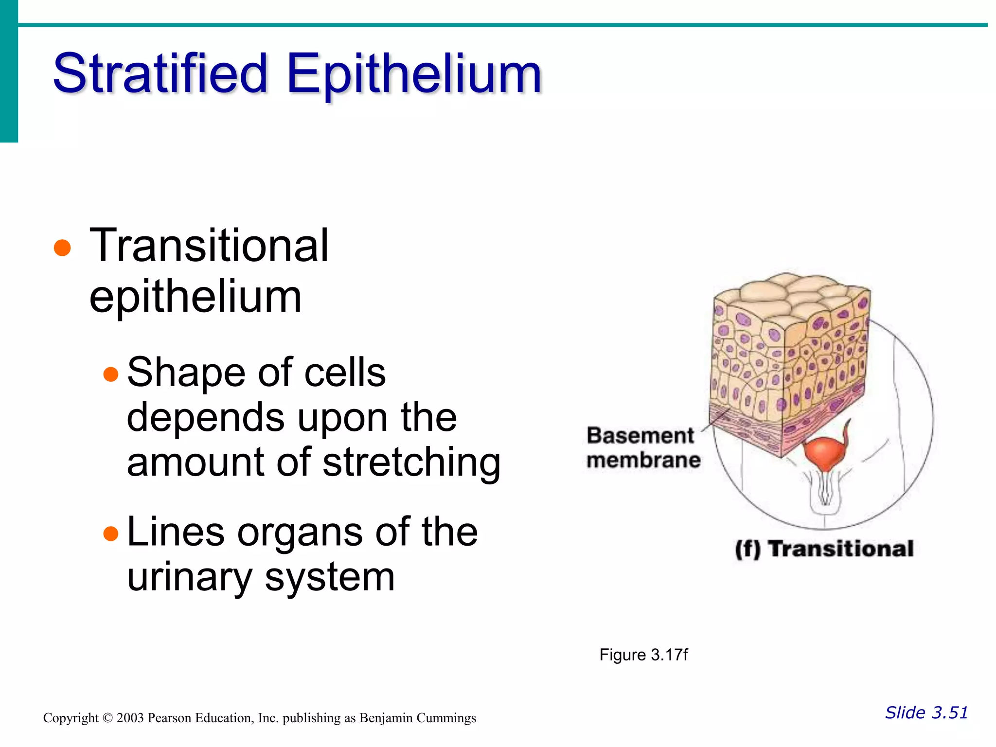 Stratified Epithelium
Slide 3.51
Copyright © 2003 Pearson Education, Inc. publishing as Benjamin Cummings
 Transitional
epithelium
Shape of cells
depends upon the
amount of stretching
Lines organs of the
urinary system
Figure 3.17f
 
