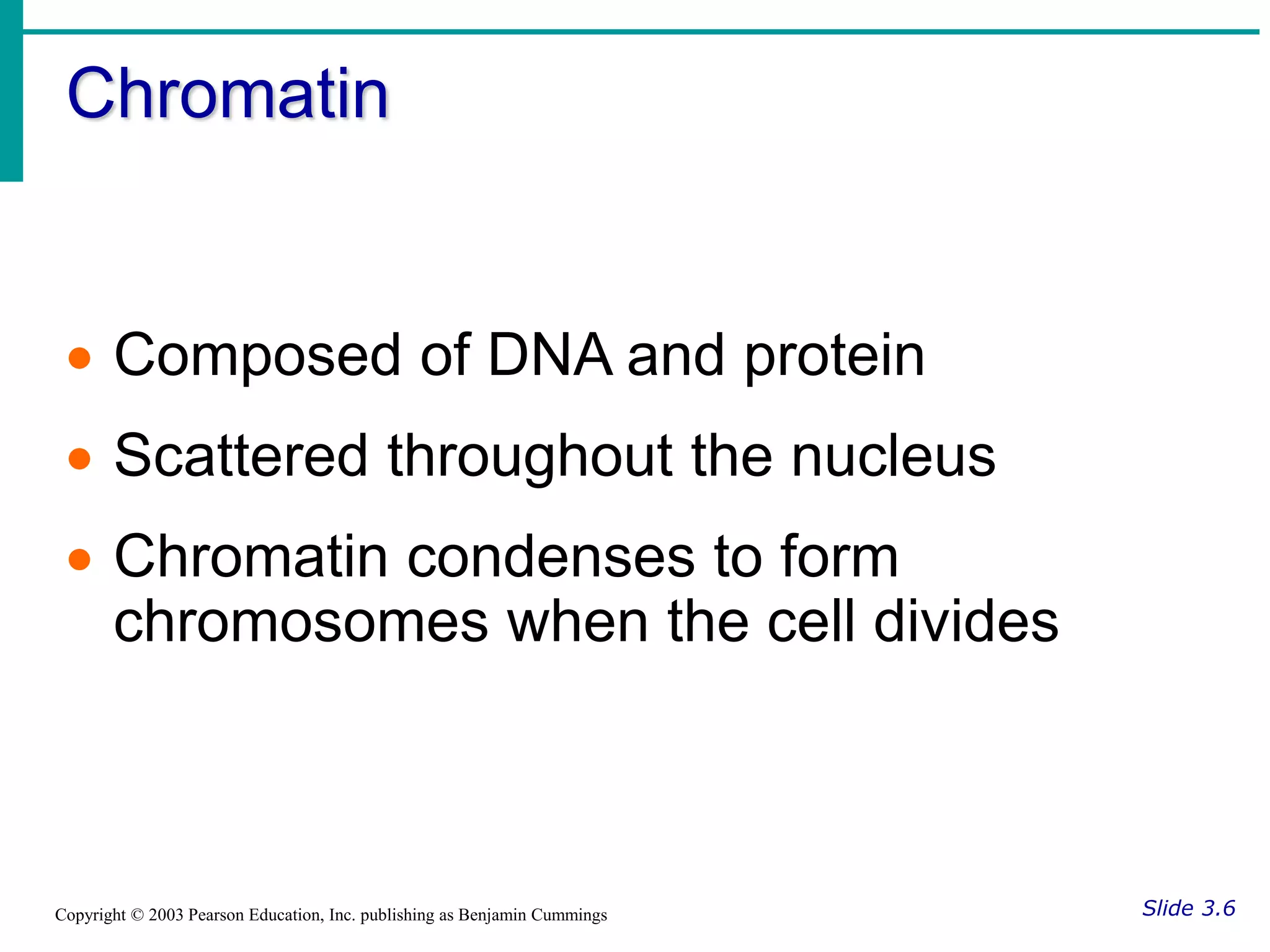 Chromatin
Slide 3.6
Copyright © 2003 Pearson Education, Inc. publishing as Benjamin Cummings
 Composed of DNA and protein
 Scattered throughout the nucleus
 Chromatin condenses to form
chromosomes when the cell divides
 