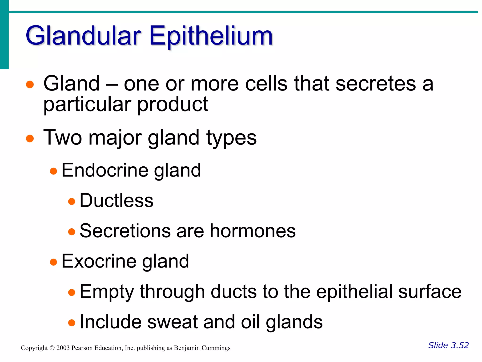 Glandular Epithelium
Slide 3.52
Copyright © 2003 Pearson Education, Inc. publishing as Benjamin Cummings
 Gland – one or more cells that secretes a
particular product
 Two major gland types
 Endocrine gland
 Ductless
 Secretions are hormones
 Exocrine gland
 Empty through ducts to the epithelial surface
 Include sweat and oil glands
 