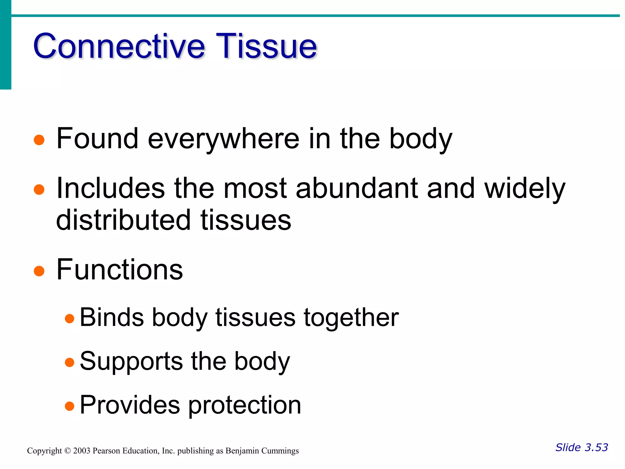 Connective Tissue
Slide 3.53
Copyright © 2003 Pearson Education, Inc. publishing as Benjamin Cummings
 Found everywhere in the body
 Includes the most abundant and widely
distributed tissues
 Functions
Binds body tissues together
Supports the body
Provides protection
 