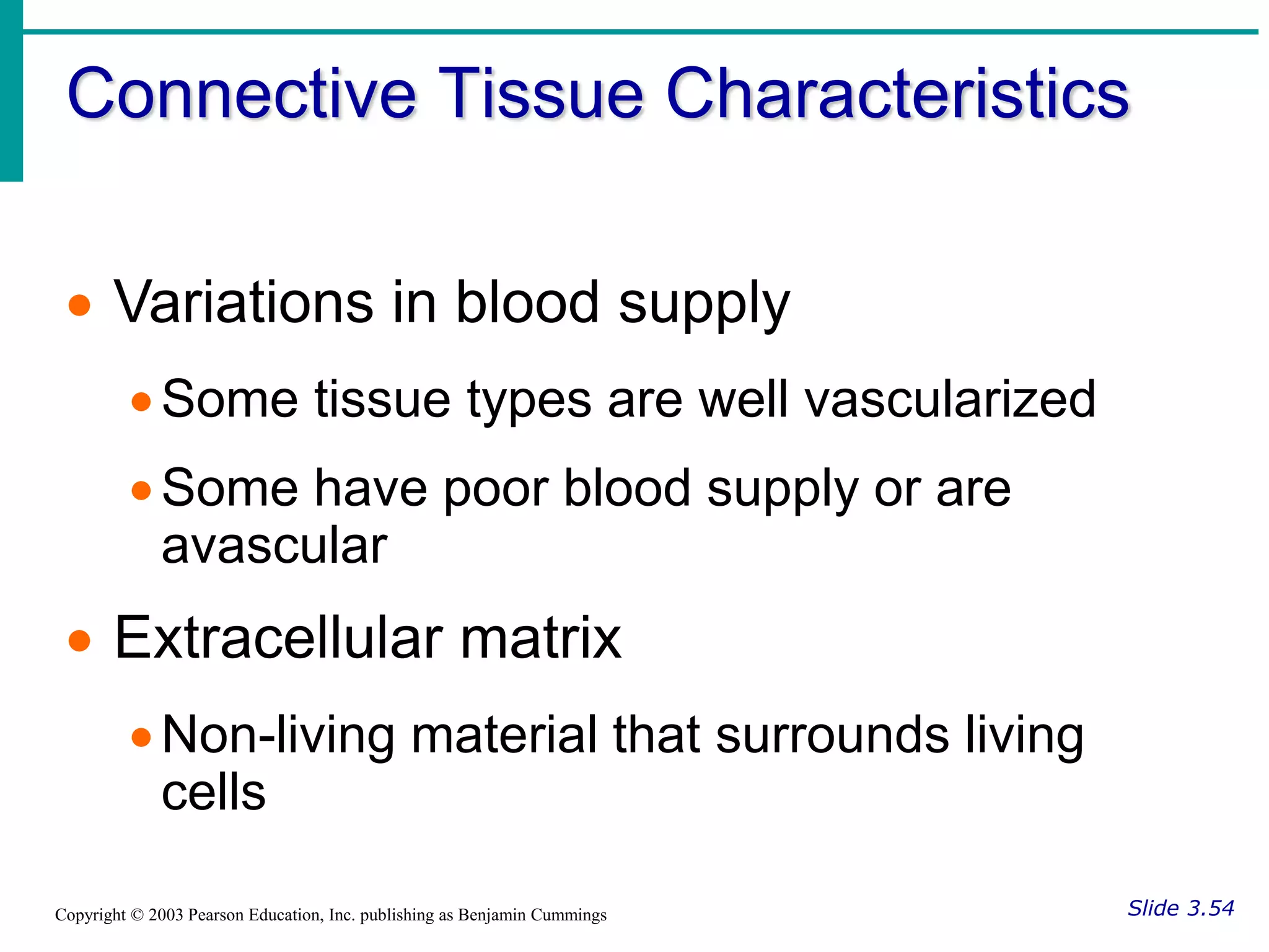 Connective Tissue Characteristics
Slide 3.54
Copyright © 2003 Pearson Education, Inc. publishing as Benjamin Cummings
 Variations in blood supply
Some tissue types are well vascularized
Some have poor blood supply or are
avascular
 Extracellular matrix
Non-living material that surrounds living
cells
 
