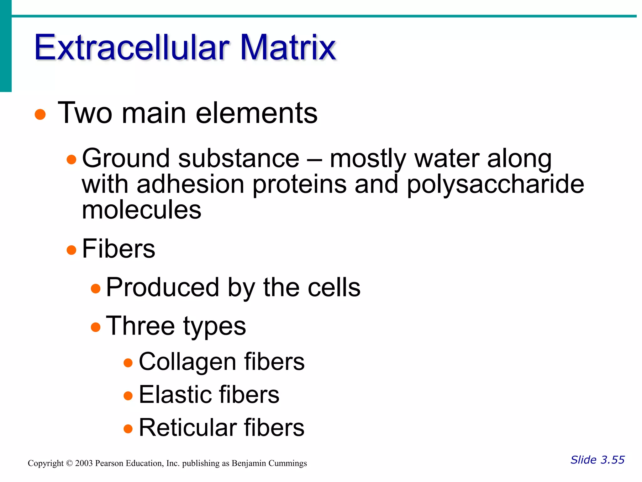 Extracellular Matrix
Slide 3.55
Copyright © 2003 Pearson Education, Inc. publishing as Benjamin Cummings
 Two main elements
Ground substance – mostly water along
with adhesion proteins and polysaccharide
molecules
Fibers
Produced by the cells
Three types
 Collagen fibers
 Elastic fibers
 Reticular fibers
 