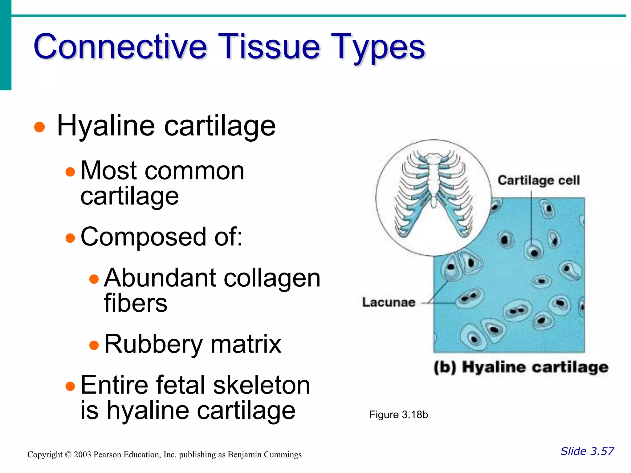 Connective Tissue Types
Slide 3.57
Copyright © 2003 Pearson Education, Inc. publishing as Benjamin Cummings
 Hyaline cartilage
Most common
cartilage
Composed of:
Abundant collagen
fibers
Rubbery matrix
Entire fetal skeleton
is hyaline cartilage Figure 3.18b
 