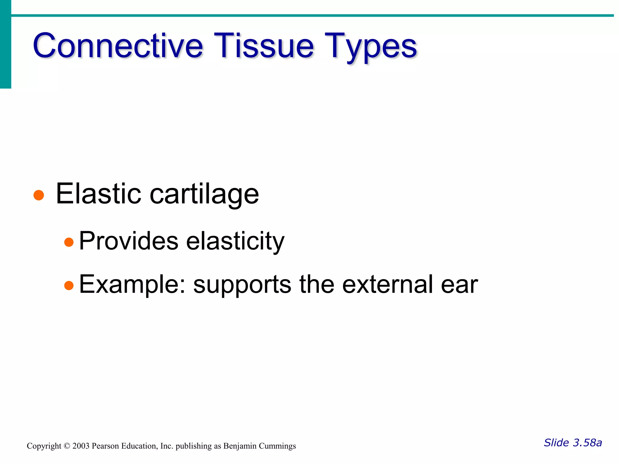 Connective Tissue Types
Slide 3.58a
Copyright © 2003 Pearson Education, Inc. publishing as Benjamin Cummings
 Elastic cartilage
Provides elasticity
Example: supports the external ear
 