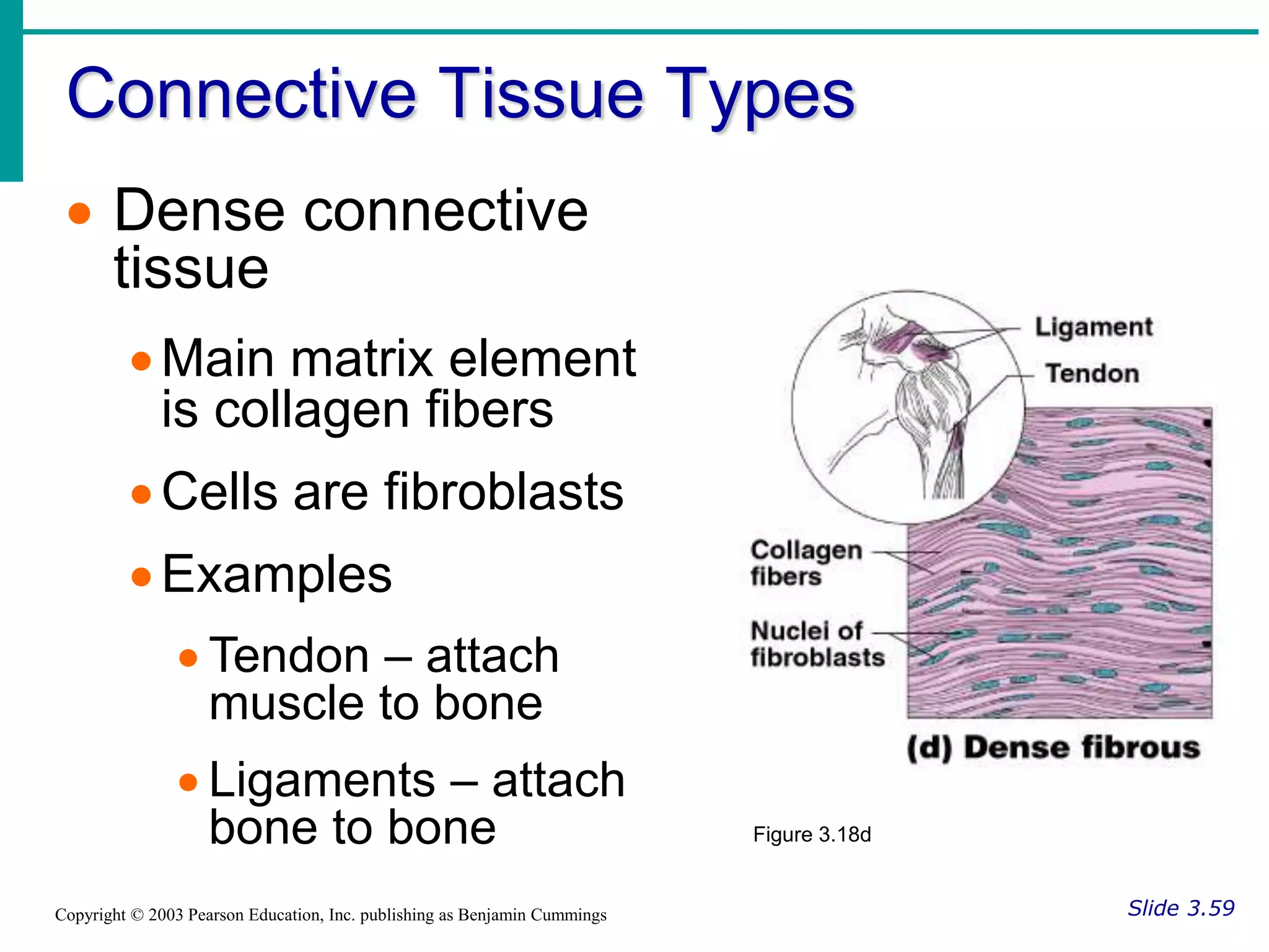 Connective Tissue Types
Slide 3.59
Copyright © 2003 Pearson Education, Inc. publishing as Benjamin Cummings
 Dense connective
tissue
Main matrix element
is collagen fibers
Cells are fibroblasts
Examples
 Tendon – attach
muscle to bone
 Ligaments – attach
bone to bone Figure 3.18d
 