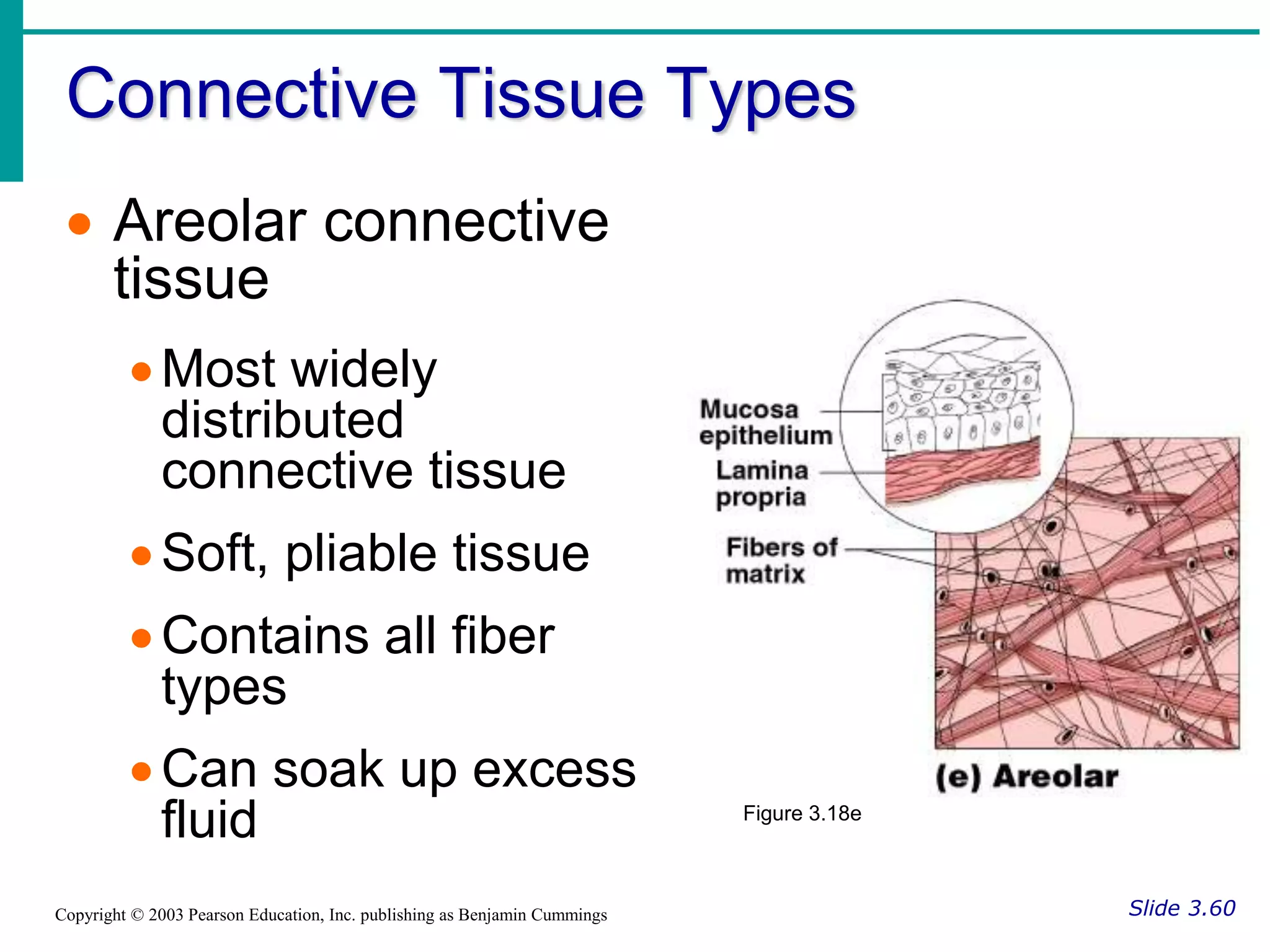 Connective Tissue Types
Slide 3.60
Copyright © 2003 Pearson Education, Inc. publishing as Benjamin Cummings
 Areolar connective
tissue
Most widely
distributed
connective tissue
Soft, pliable tissue
Contains all fiber
types
Can soak up excess
fluid Figure 3.18e
 
