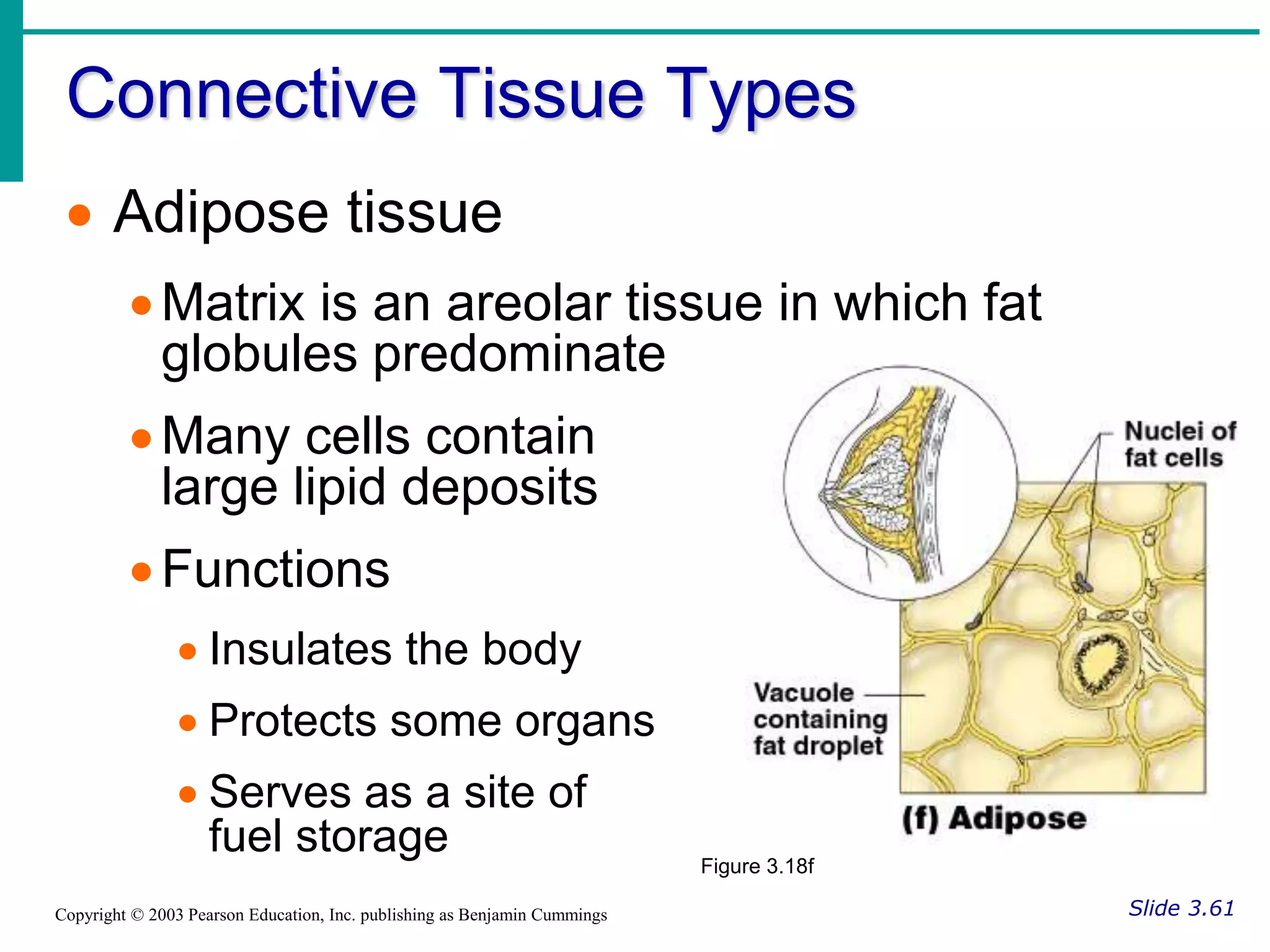 Connective Tissue Types
Slide 3.61
Copyright © 2003 Pearson Education, Inc. publishing as Benjamin Cummings
 Adipose tissue
Matrix is an areolar tissue in which fat
globules predominate
Many cells contain
large lipid deposits
Functions
 Insulates the body
 Protects some organs
 Serves as a site of
fuel storage Figure 3.18f
 