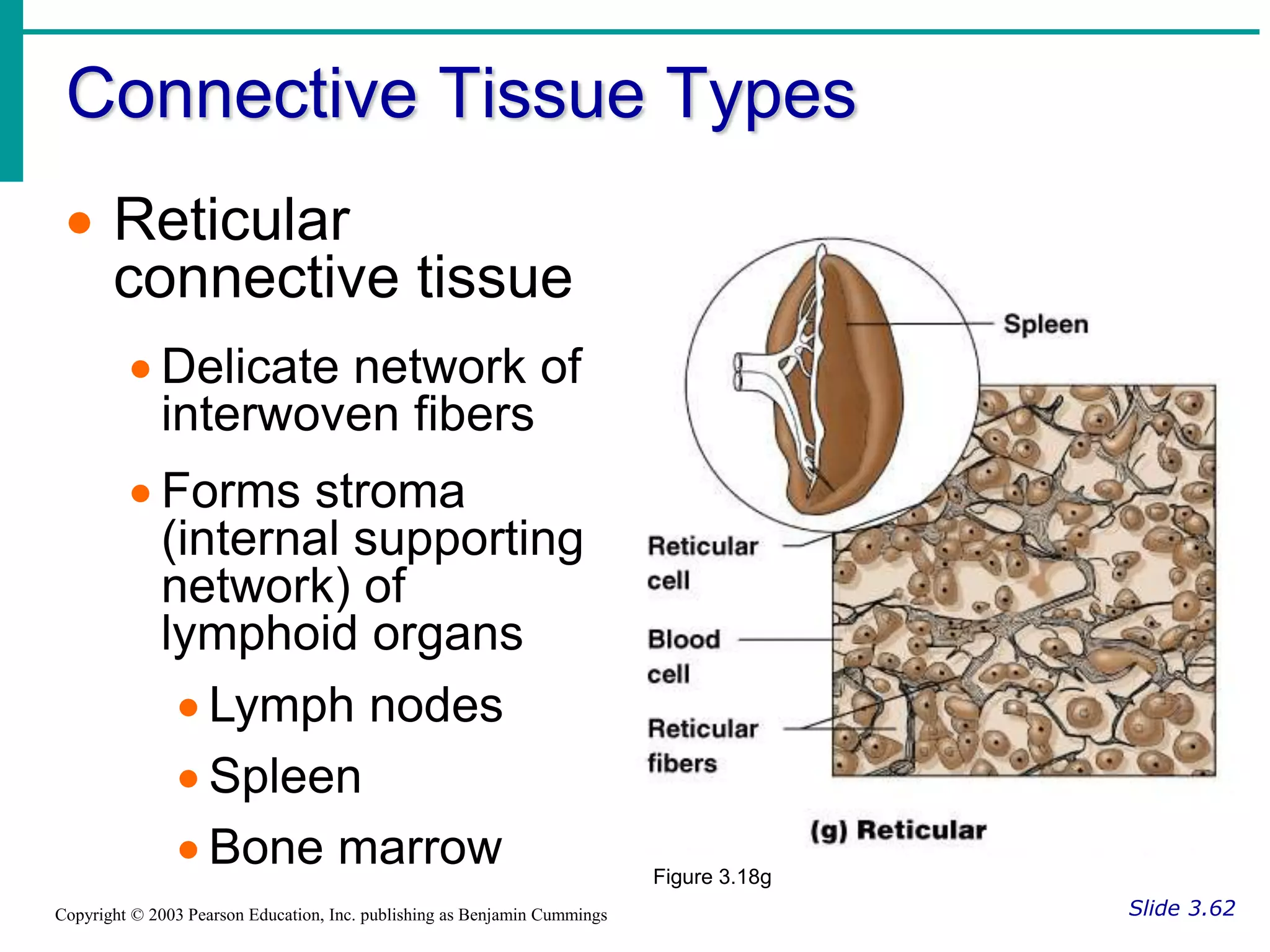 Connective Tissue Types
Slide 3.62
Copyright © 2003 Pearson Education, Inc. publishing as Benjamin Cummings
 Reticular
connective tissue
 Delicate network of
interwoven fibers
 Forms stroma
(internal supporting
network) of
lymphoid organs
 Lymph nodes
 Spleen
 Bone marrow Figure 3.18g
 