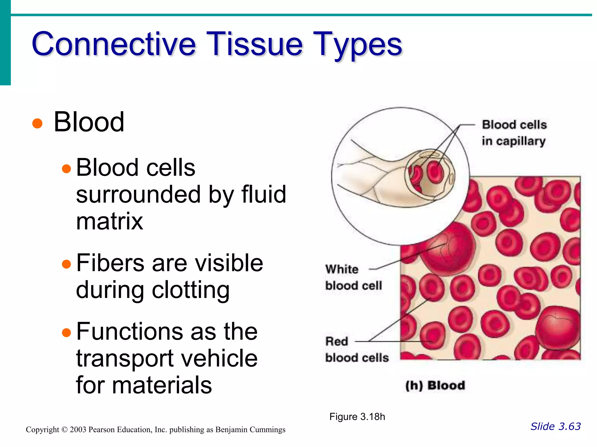 Connective Tissue Types
Slide 3.63
Copyright © 2003 Pearson Education, Inc. publishing as Benjamin Cummings
 Blood
Blood cells
surrounded by fluid
matrix
Fibers are visible
during clotting
Functions as the
transport vehicle
for materials
Figure 3.18h
 