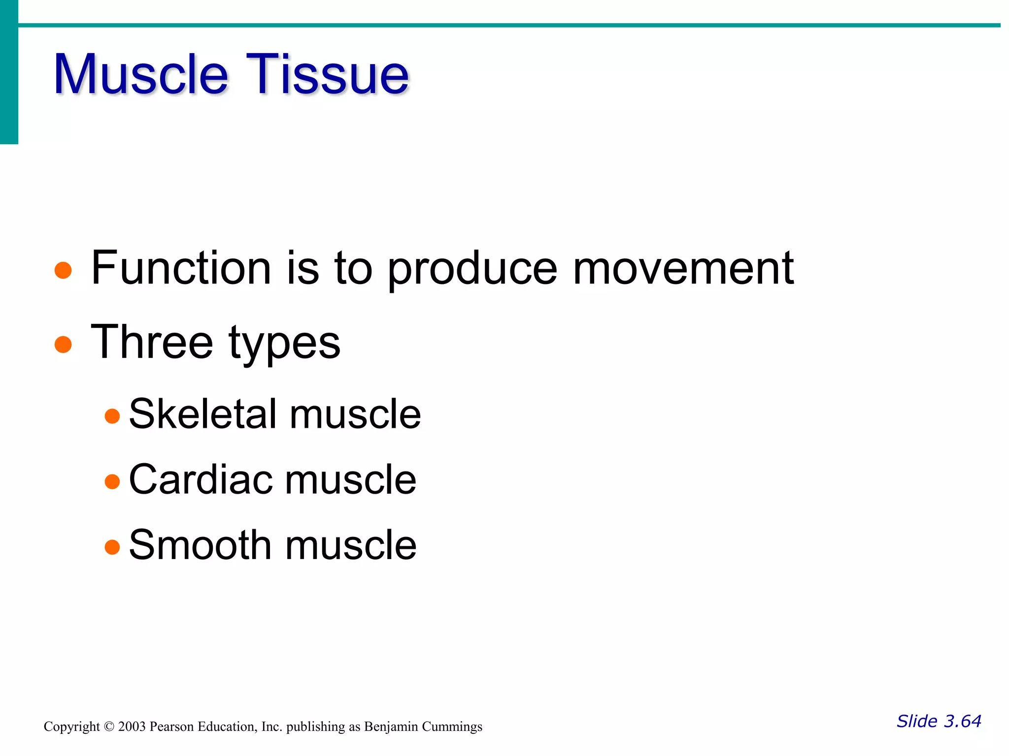 Muscle Tissue
Slide 3.64
Copyright © 2003 Pearson Education, Inc. publishing as Benjamin Cummings
 Function is to produce movement
 Three types
Skeletal muscle
Cardiac muscle
Smooth muscle
 