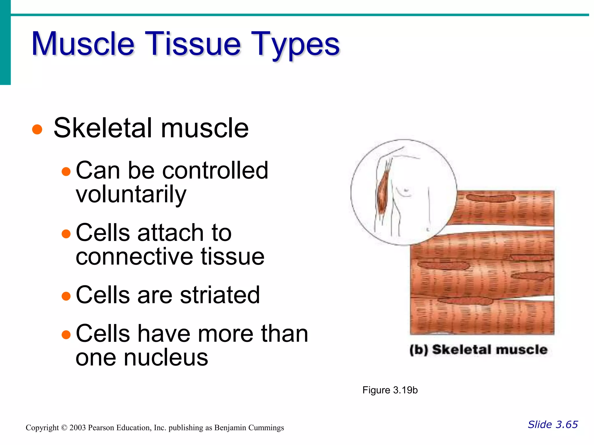 Muscle Tissue Types
Slide 3.65
Copyright © 2003 Pearson Education, Inc. publishing as Benjamin Cummings
 Skeletal muscle
Can be controlled
voluntarily
Cells attach to
connective tissue
Cells are striated
Cells have more than
one nucleus
Figure 3.19b
 